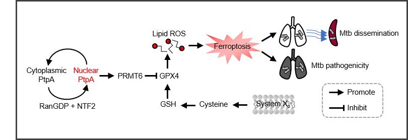 A mycobacterial effector promotes ferroptosis-dependent pathogen pathogenicity and dissemination