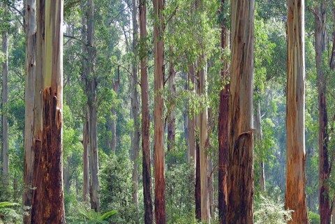 Is there room in the situational analysis for biological/ecological processes?
