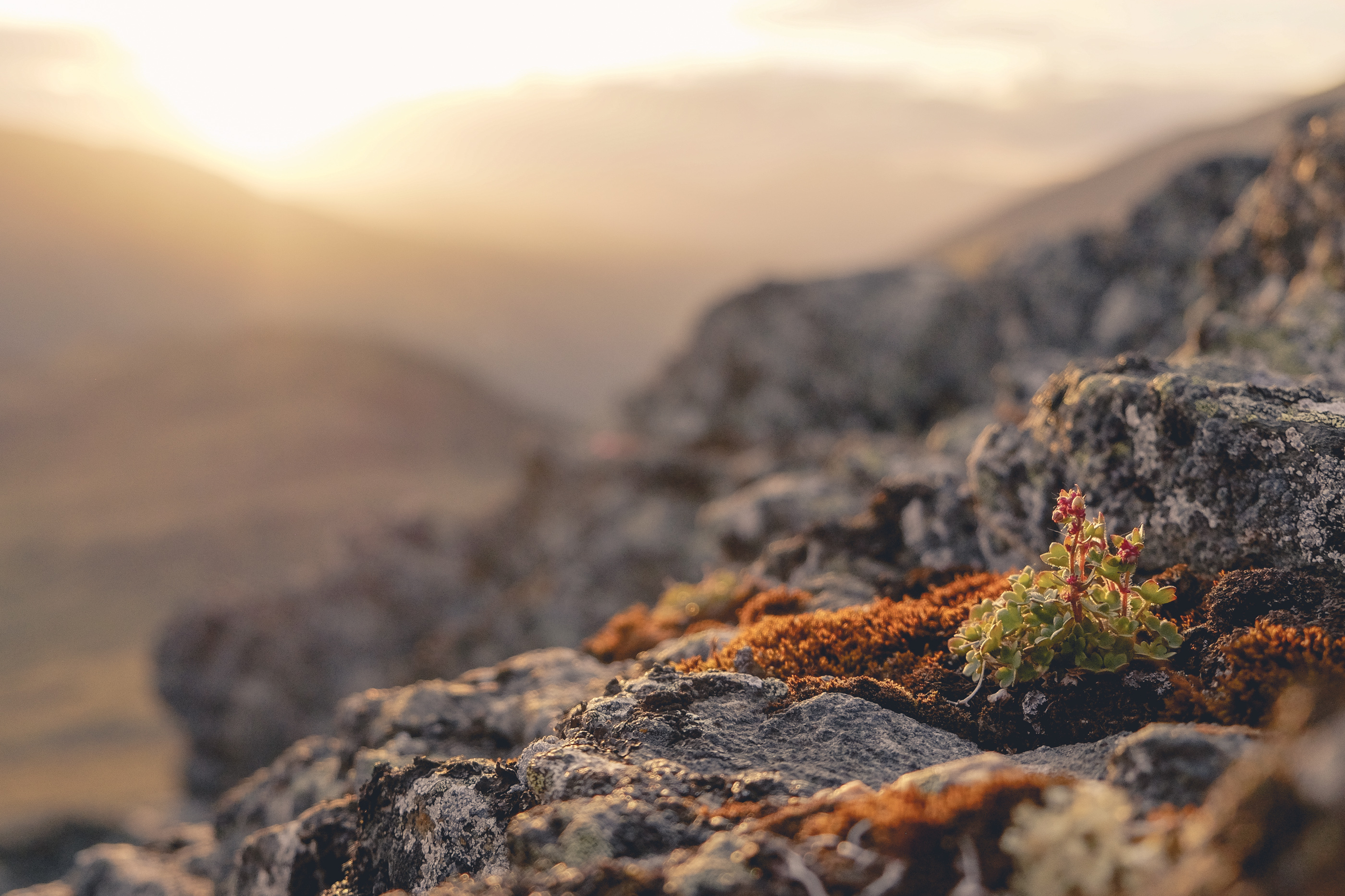 Plant life on the edge