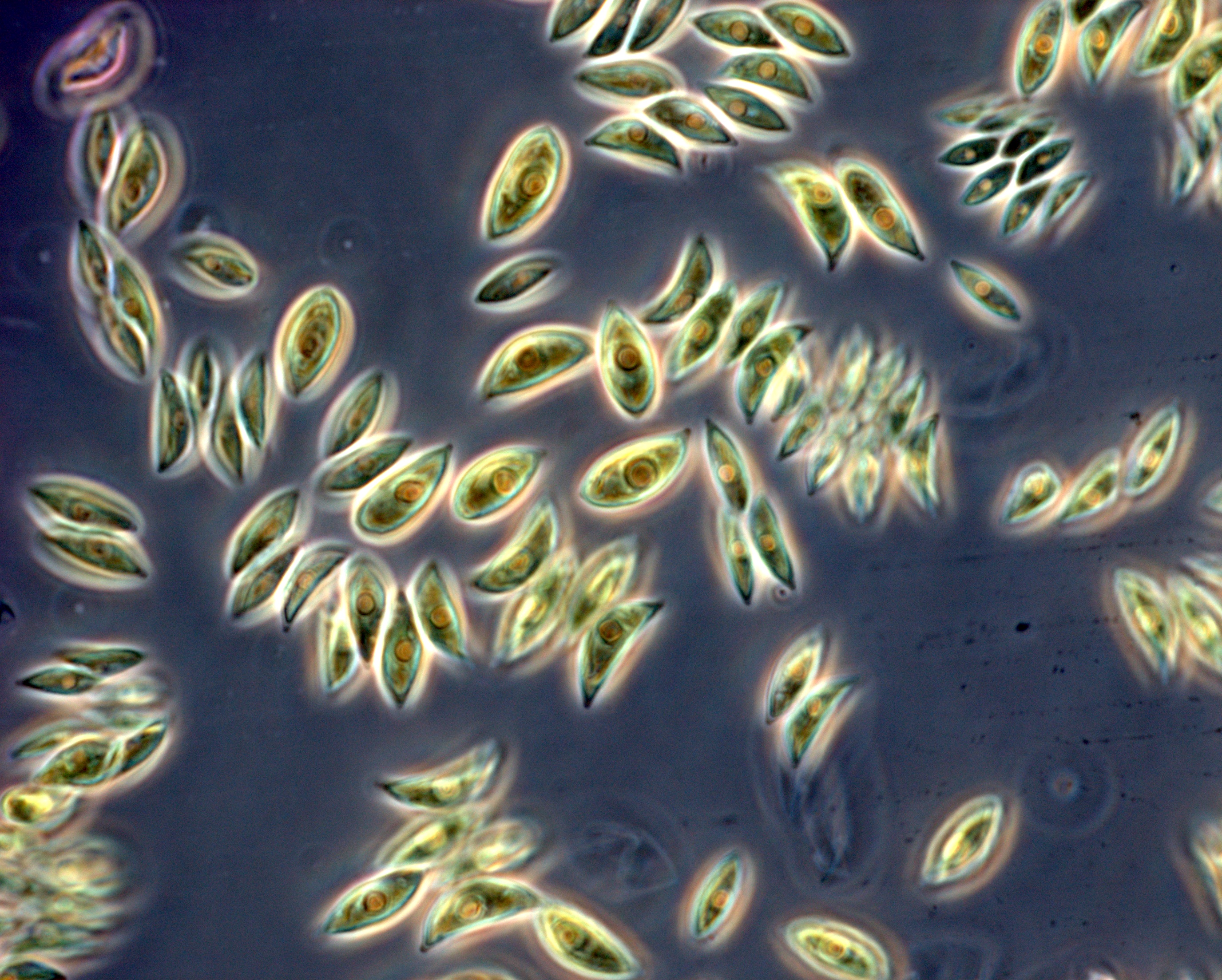 About Darwinian Demons, varying winners and lost losers in phytoplankton