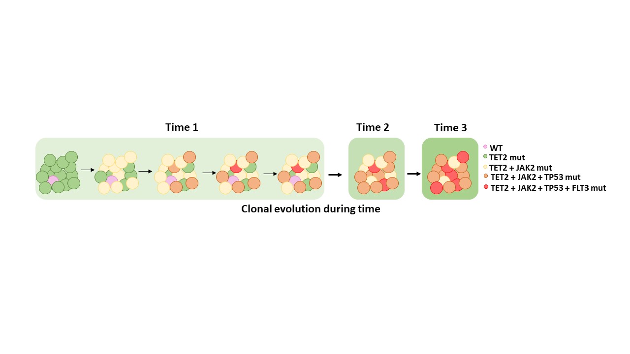 Mutated clones driving leukemic transformation are already
detectable at the single-cell level in CD34-positive cells in the
chronic phase of primary myelofibrosis
