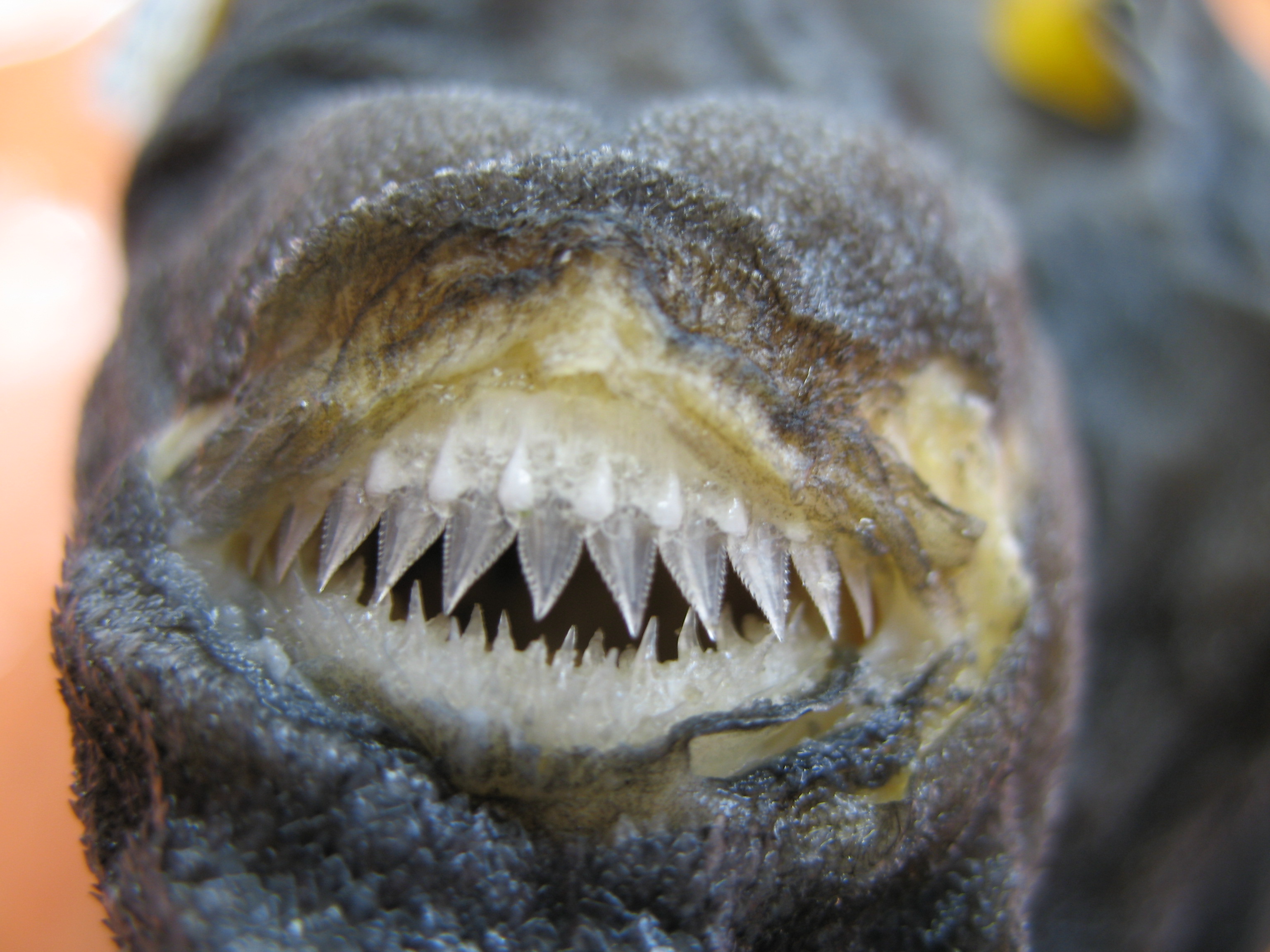 You’re not gonna need a bigger jaw