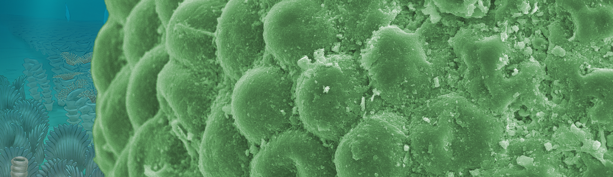 Immortal alga