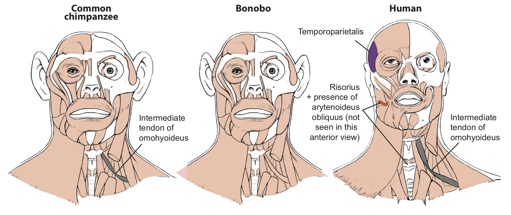 Bonobos - revealing just-so stories on human evolution