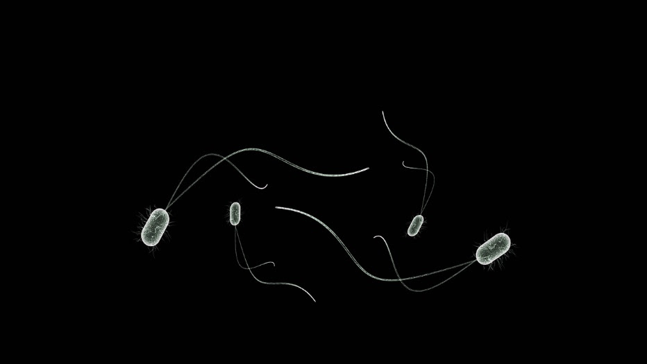 Predicting how the gut microbiome will change over time