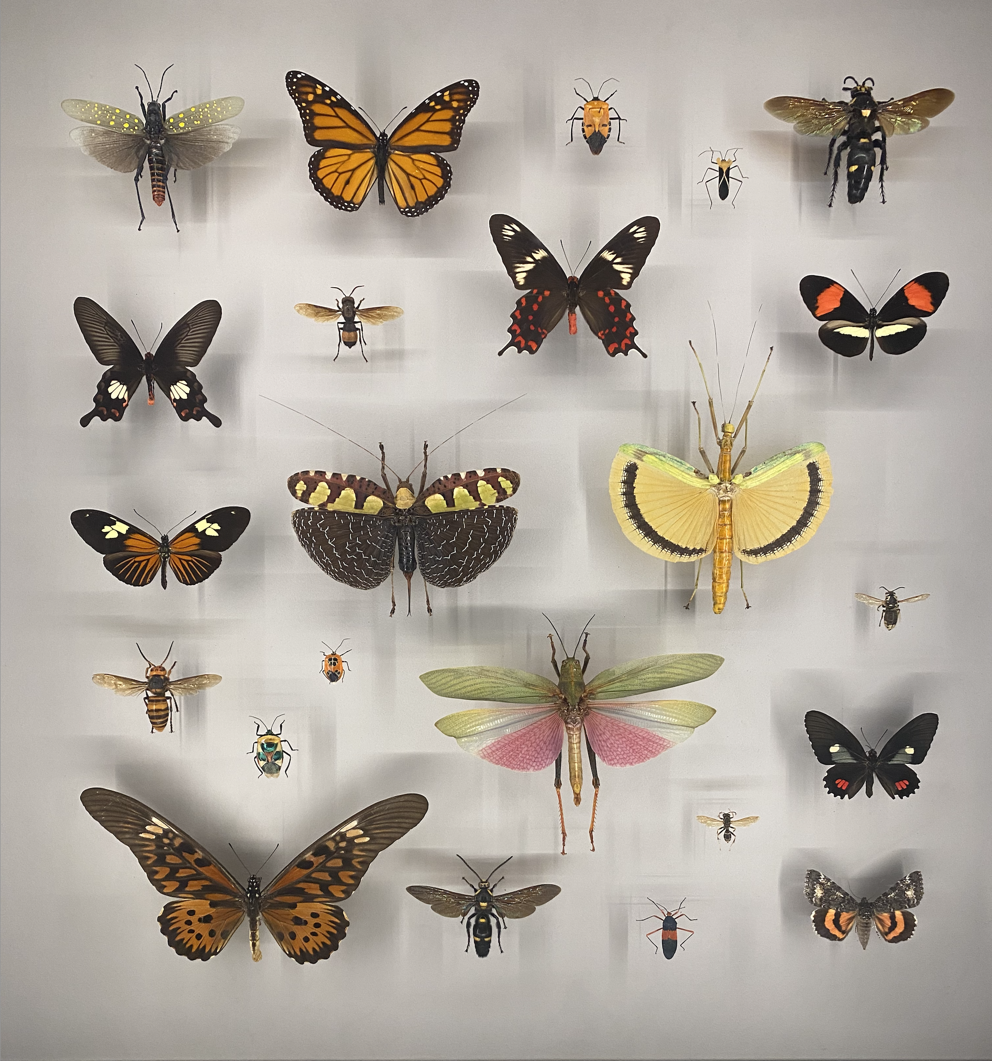Biodiversity data without physical evidence can distort our understanding of life on Earth
