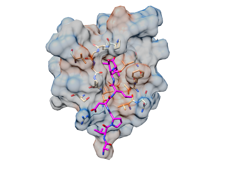 We all know the spike protein on SARS-CoV-2, but what about the other structural proteins? 