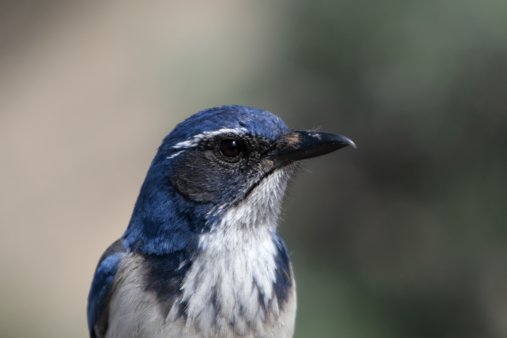 Does Episodic Memory Make Animals Mental Time Travelers?