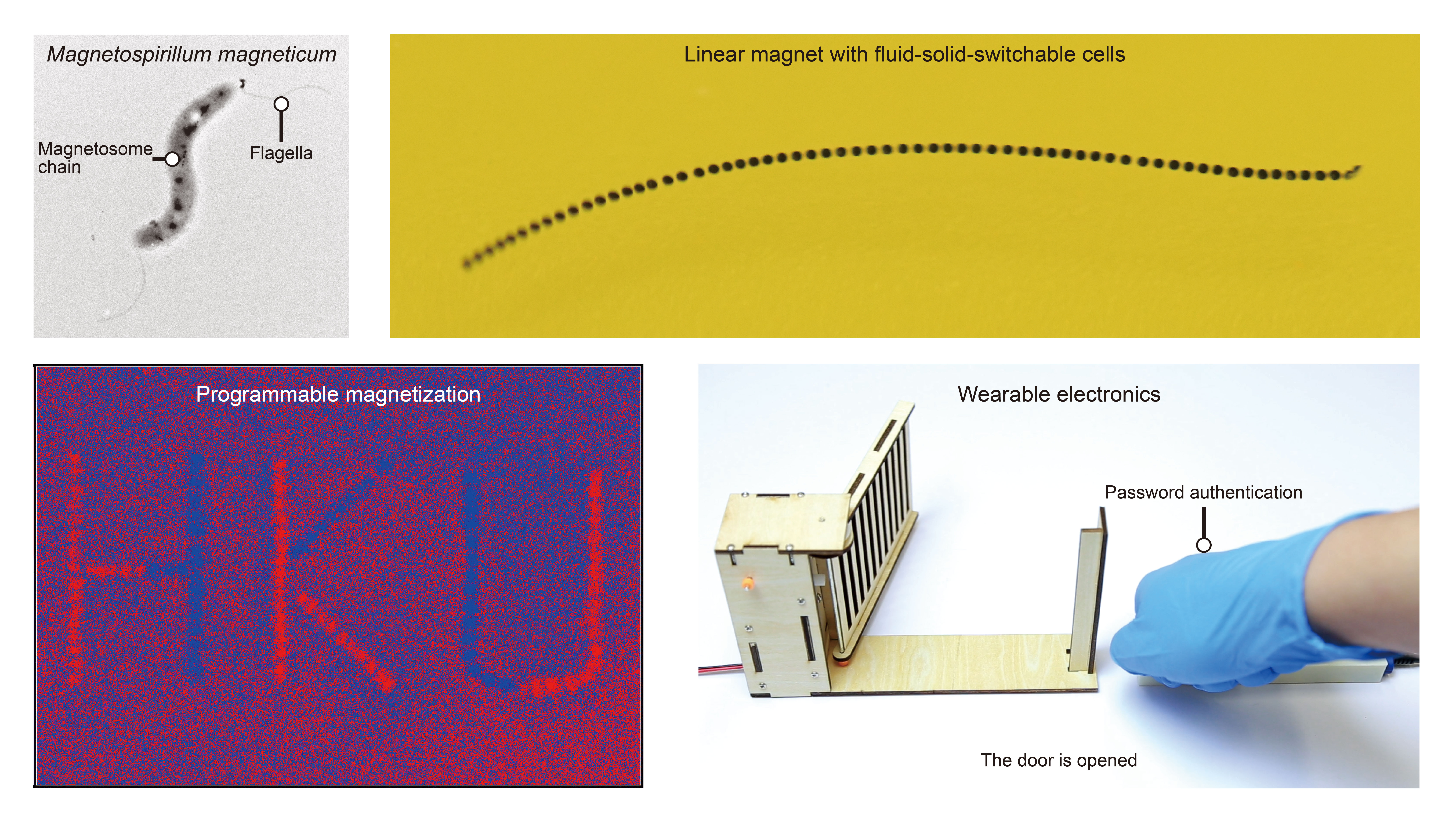 Flexible Linear Magnets, Rewritten with Light