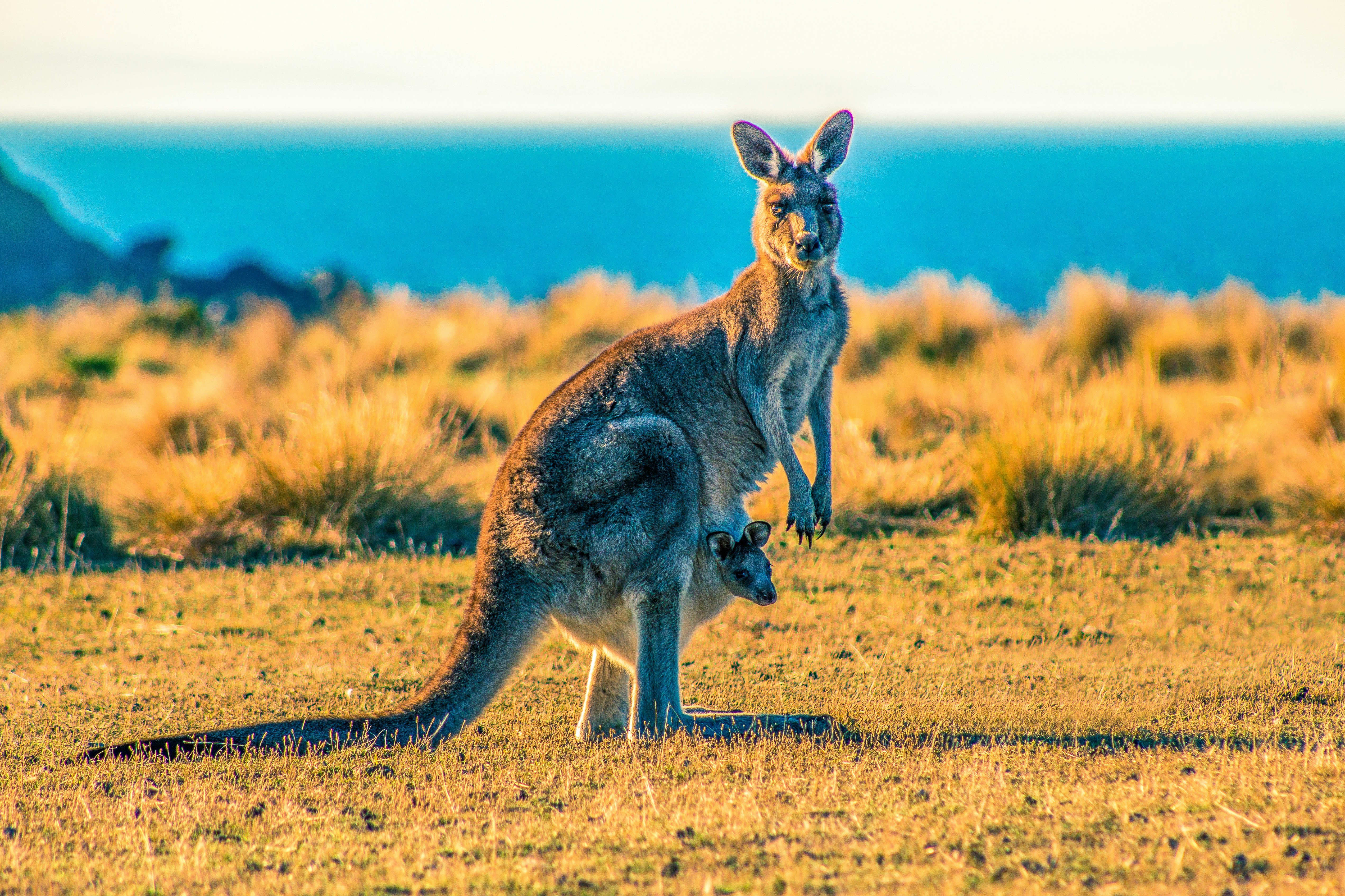 Australia