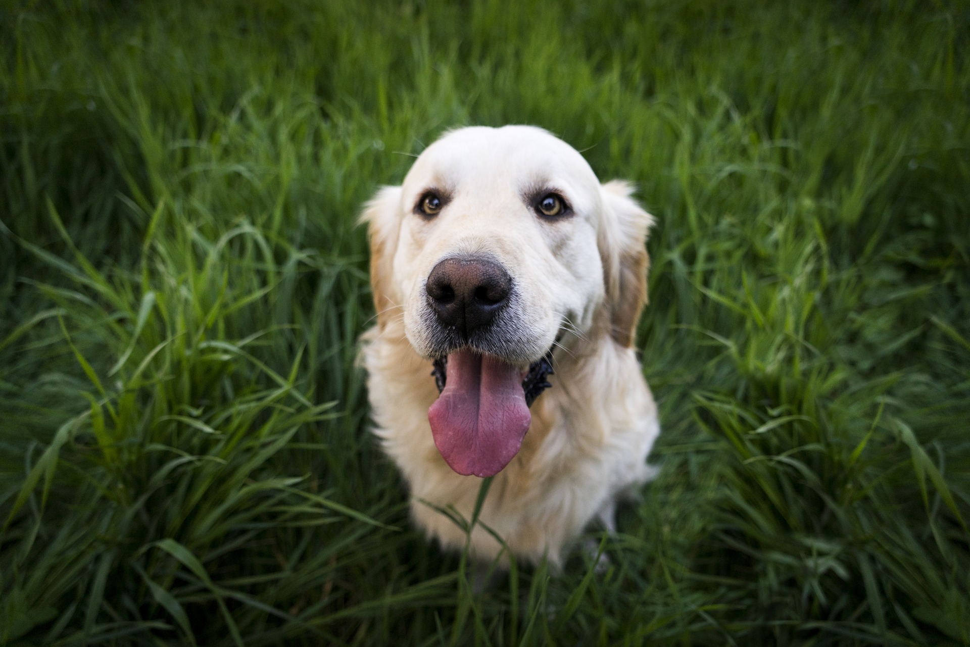 Podcast - Adventures in Animal Neuroscience.