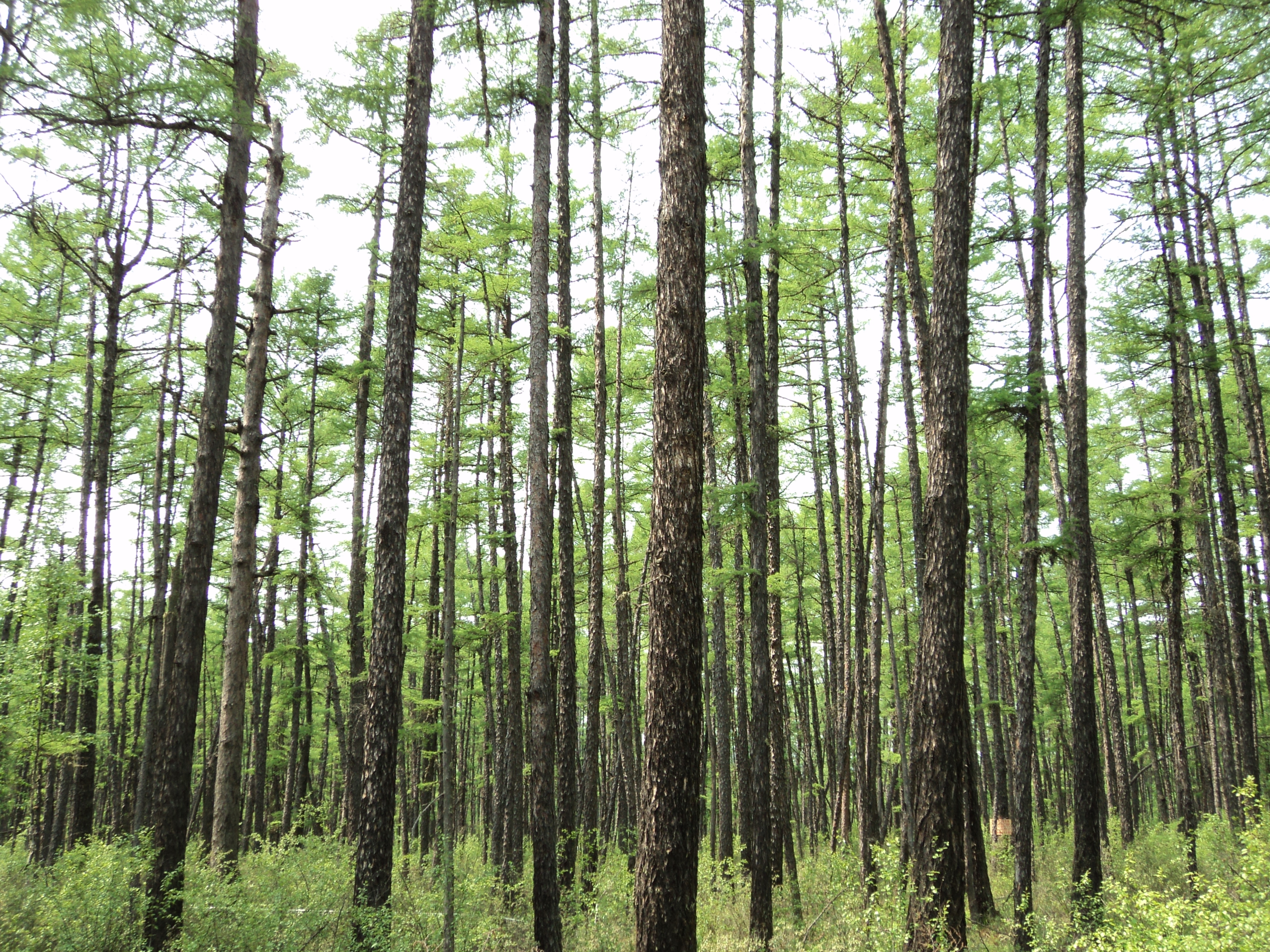 Quantifying terrestrial nitrogen and phosphorus limitation 