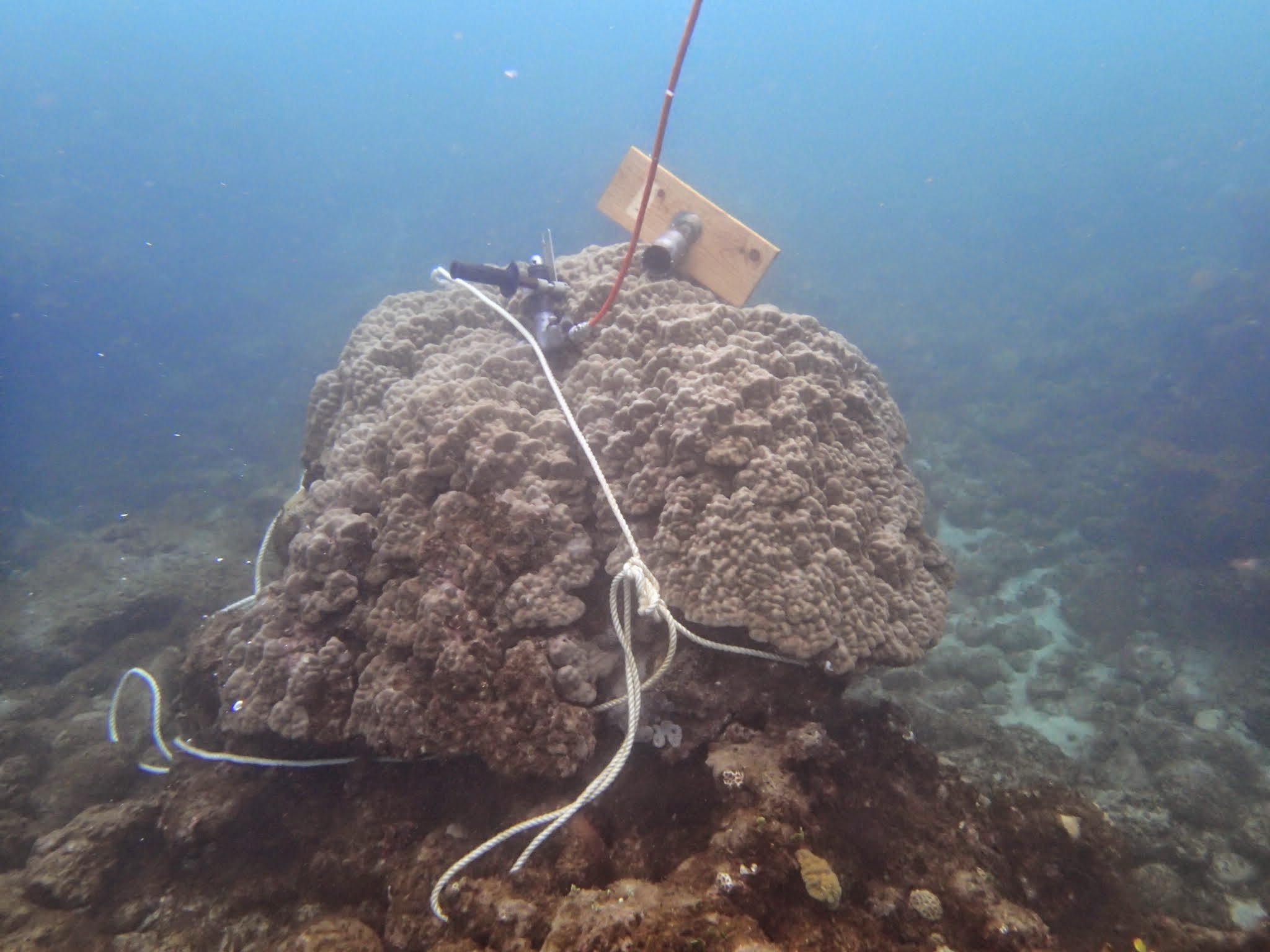 Influence of local industrial changes on reef coral calcification