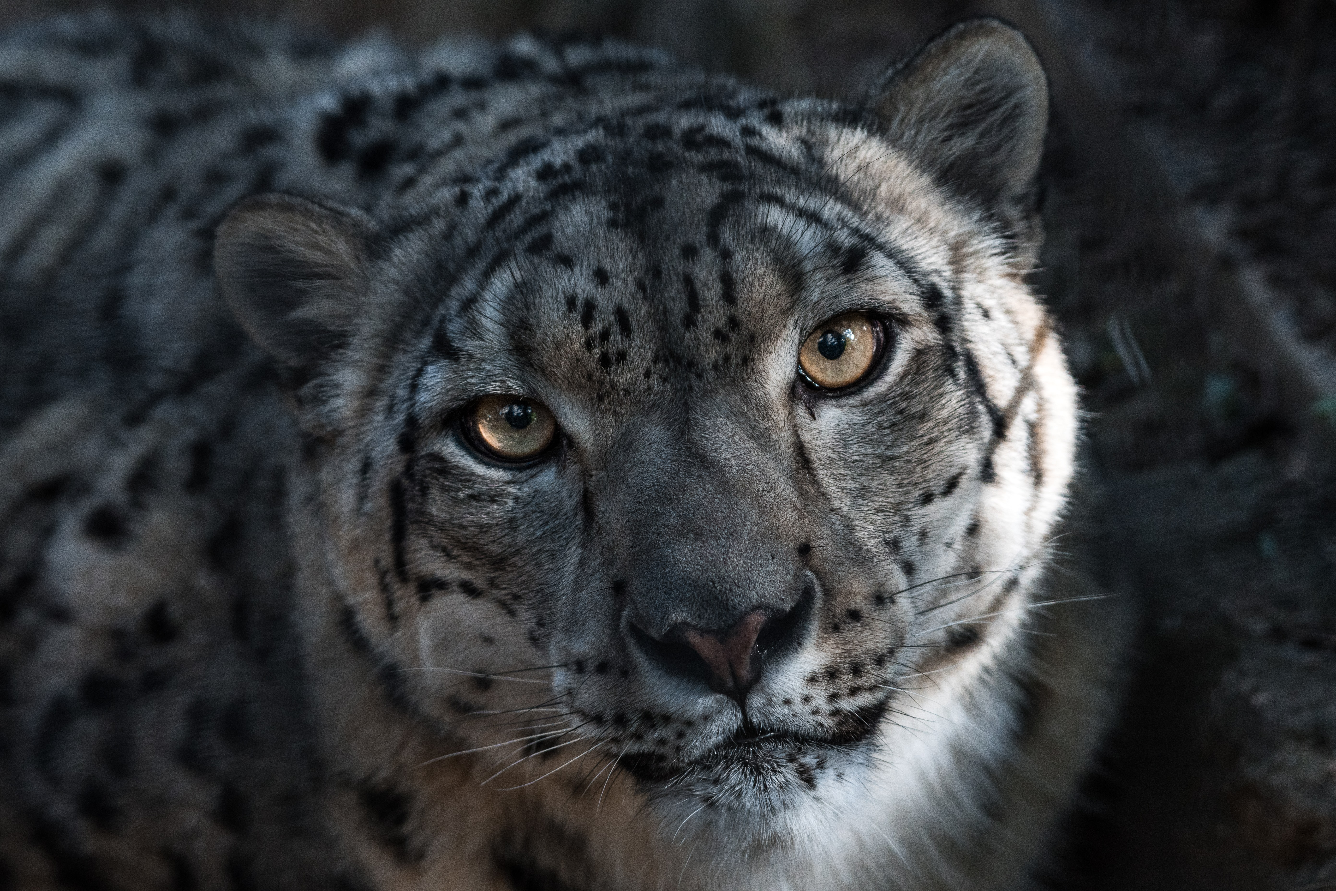 Strategy Development for Wildlife Conservation
