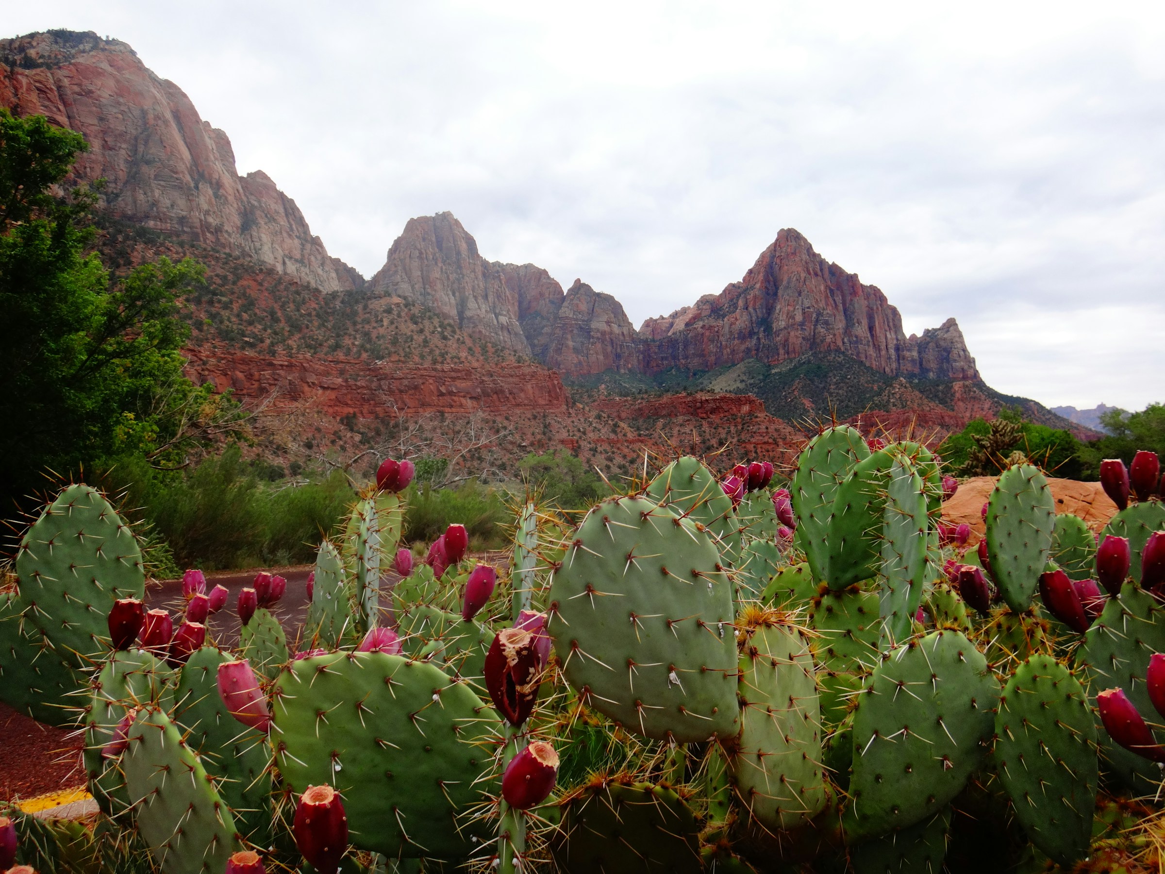 Why and how we built the cactus ecological database