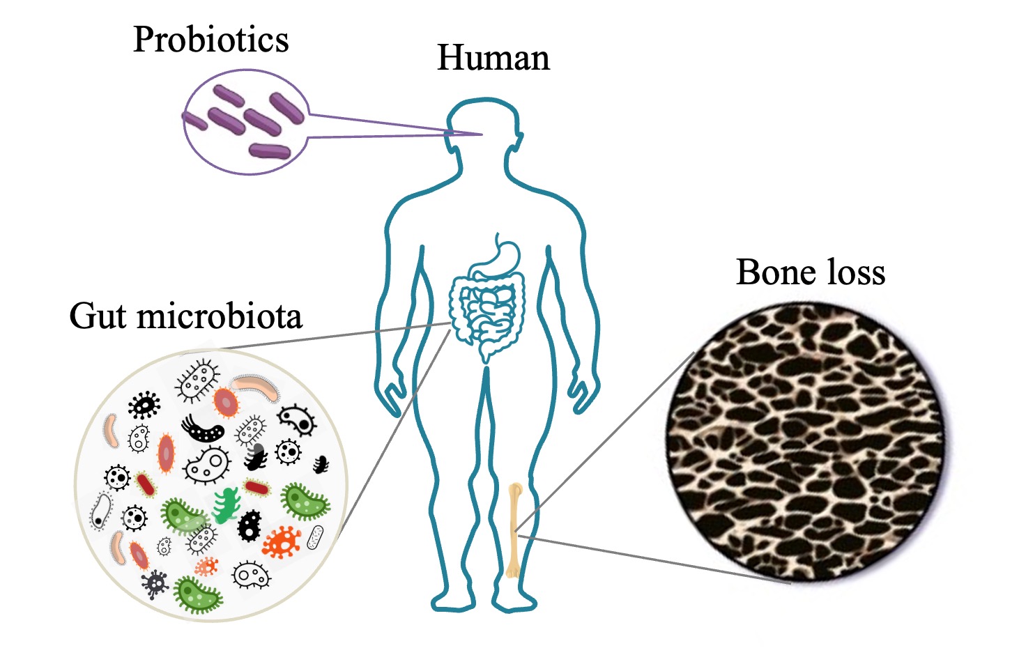 A challenging journey of exploring the probiotic effect on bone metabolism of the elderly