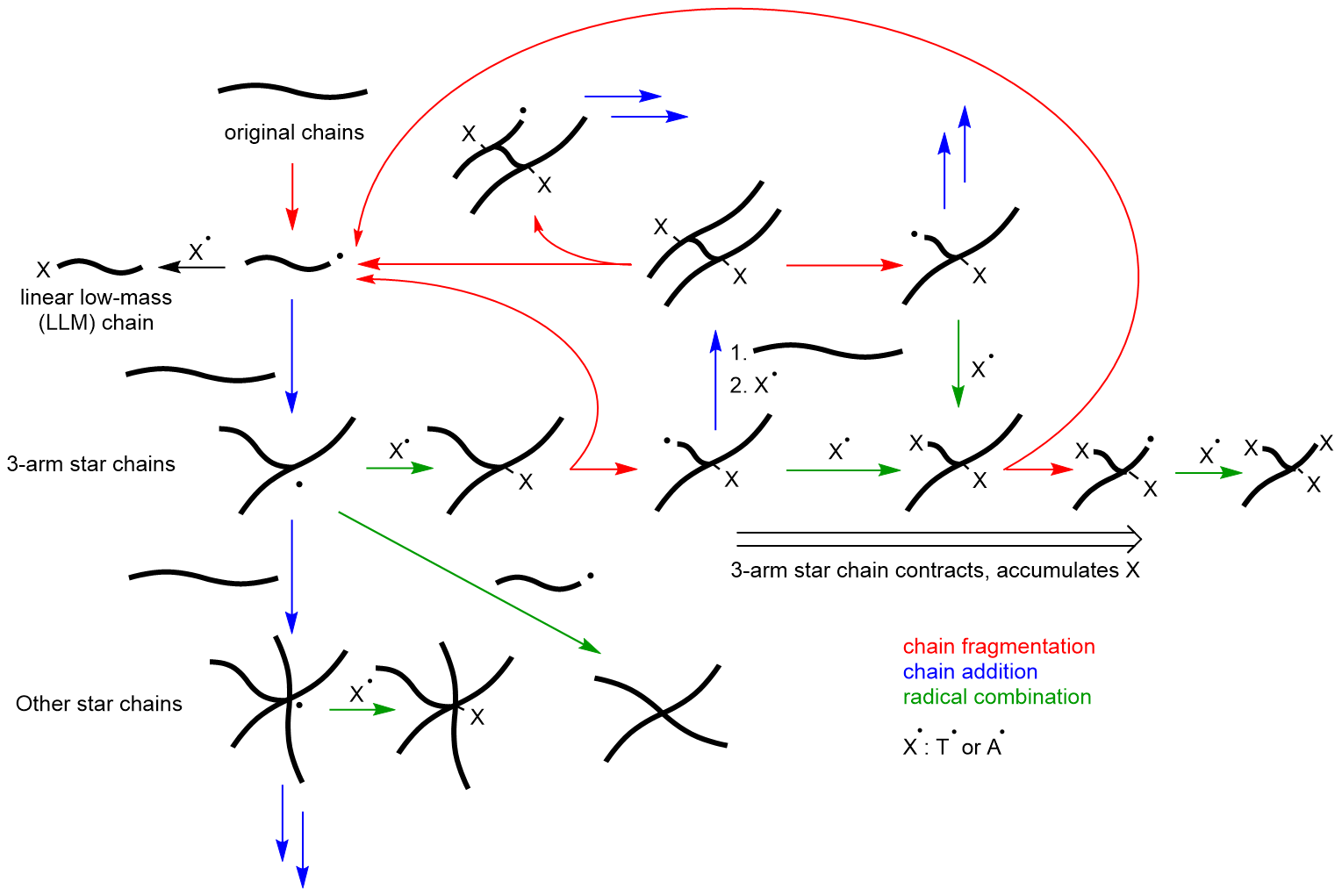 Breaking and making of bonds: constructive remodeling of a polymer under mechanical loads.
