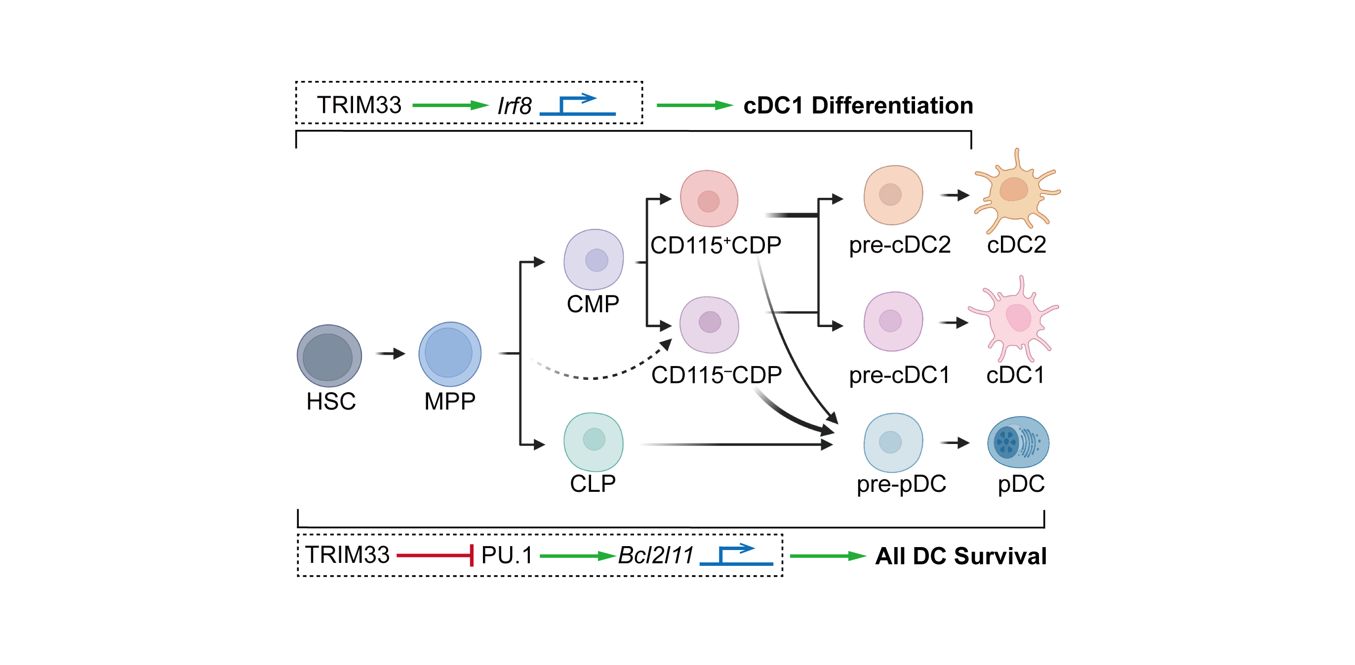 TRIMMER of the development and survival of dendritic cells