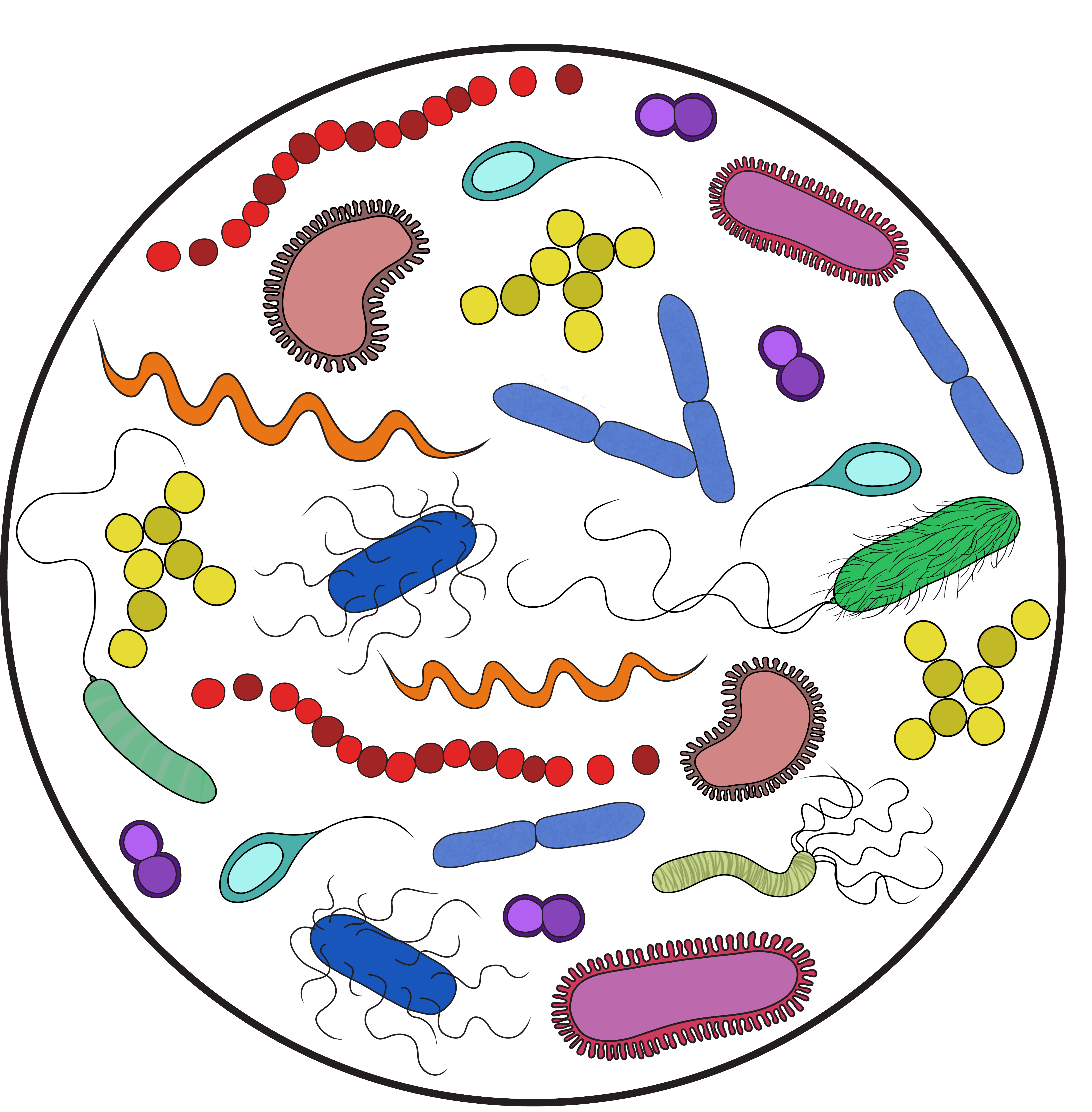 Microbiota shapes the fate of antibiotic resistant strains