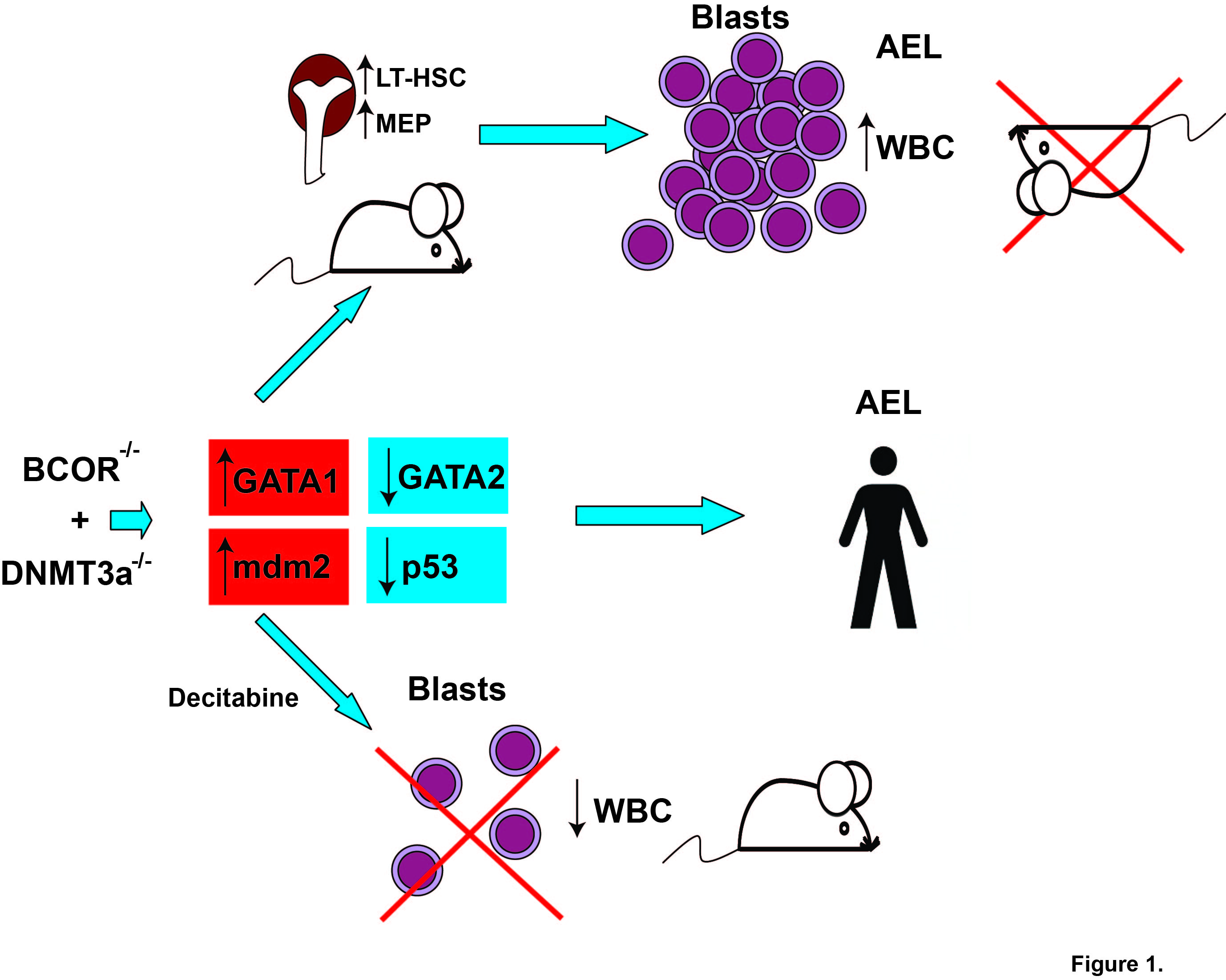Bcor deficiency perturbs erythro-megakaryopoiesis and cooperates with ...