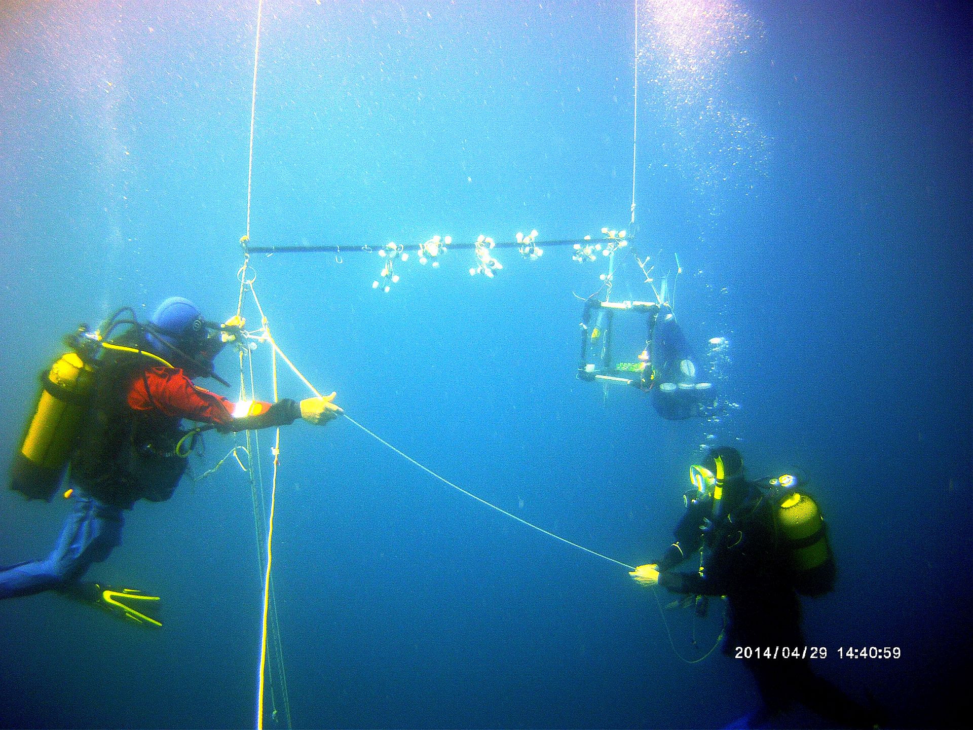 Teflon bacteria: marine bugs that escape predation