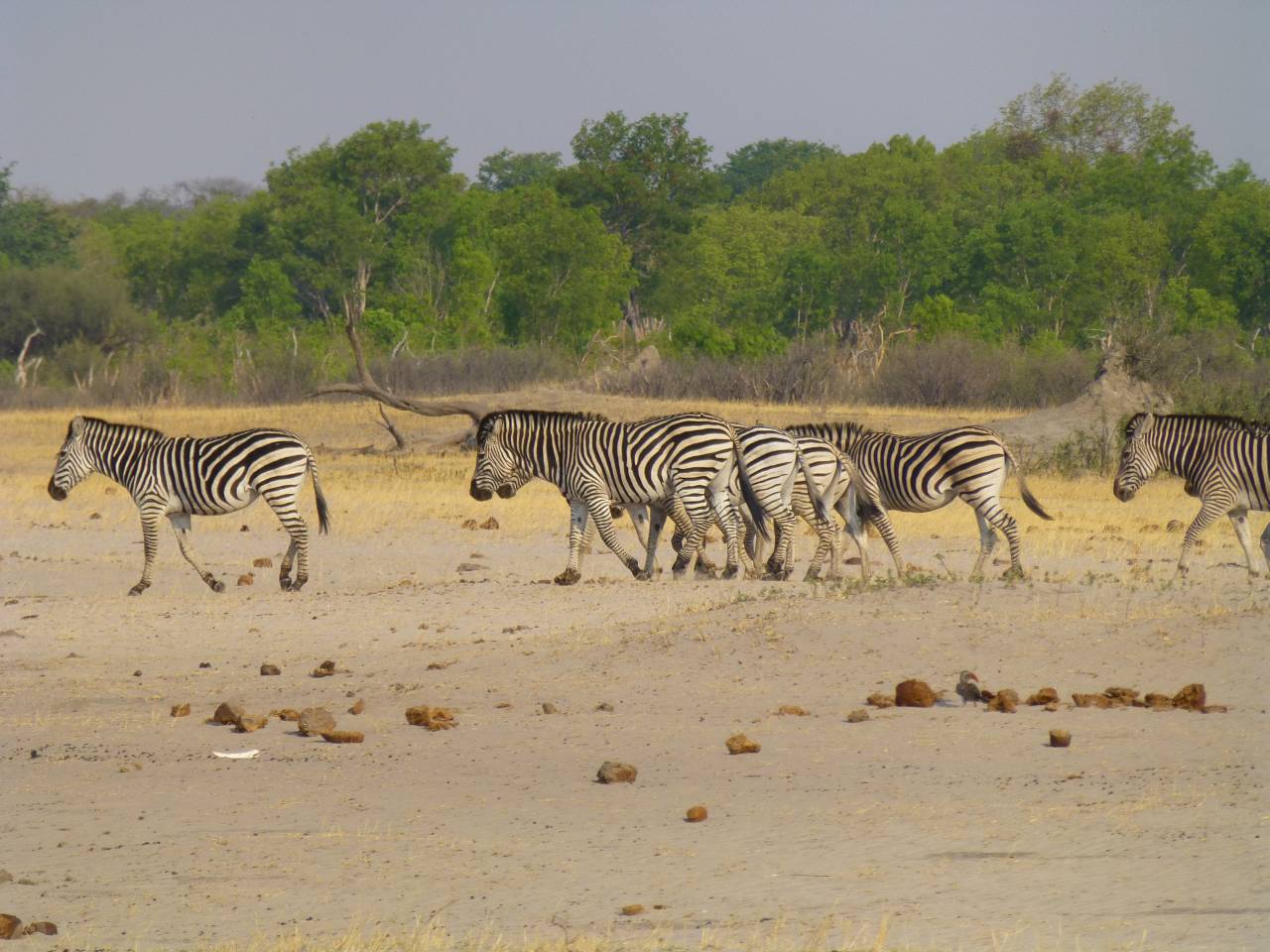 How are human activities impacting animal movements?