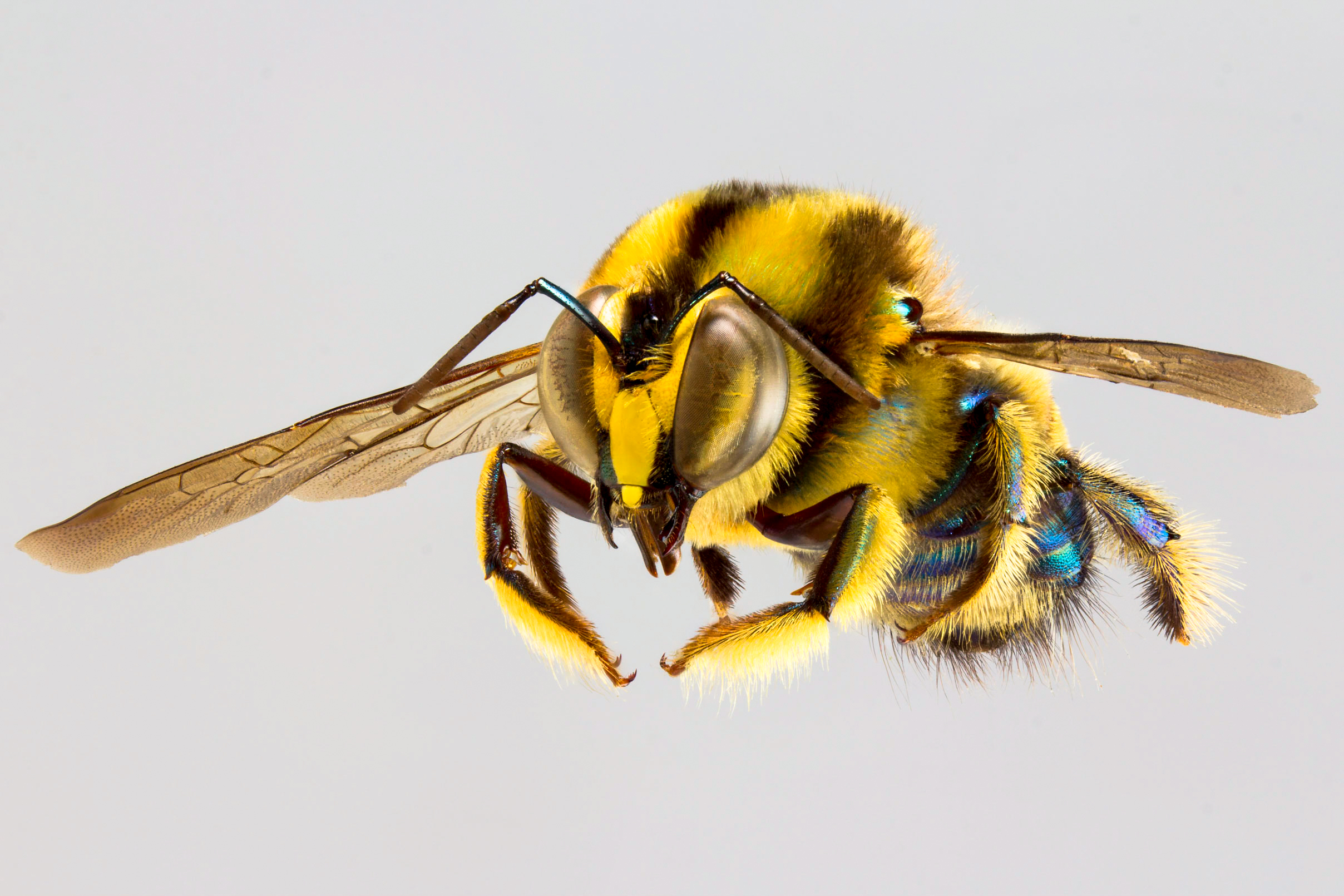 Democratising the use of global occurrence data using bees