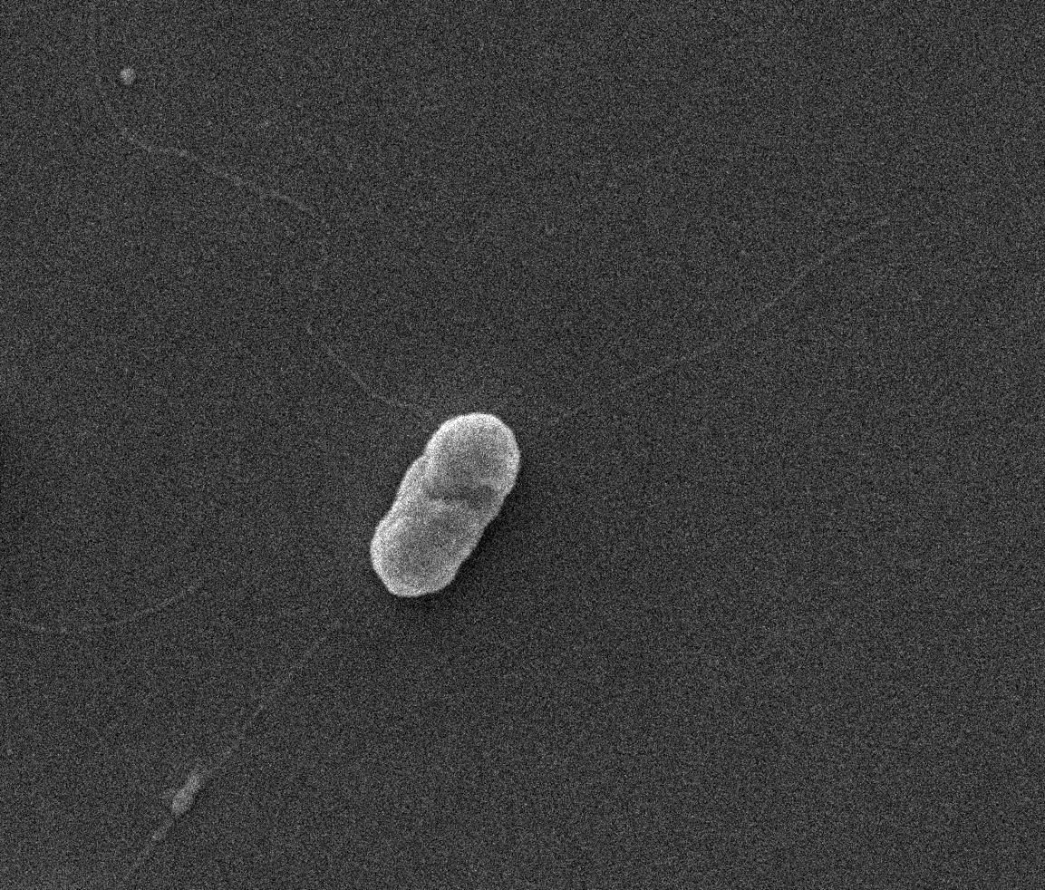 Sensing low osmotic pressure to produce  flagella