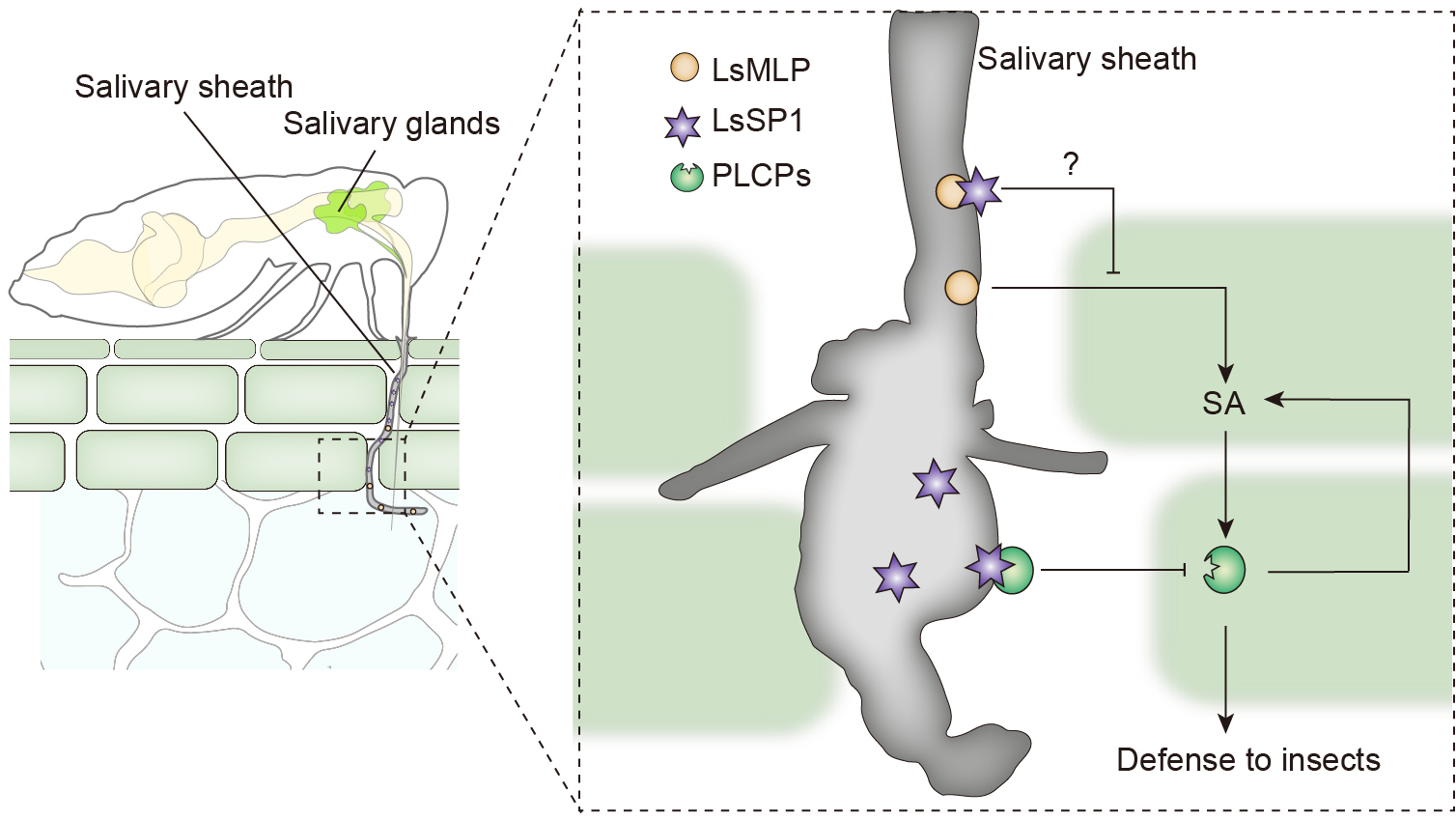 Insects secrete salivary proteins to manipulate plant defenses