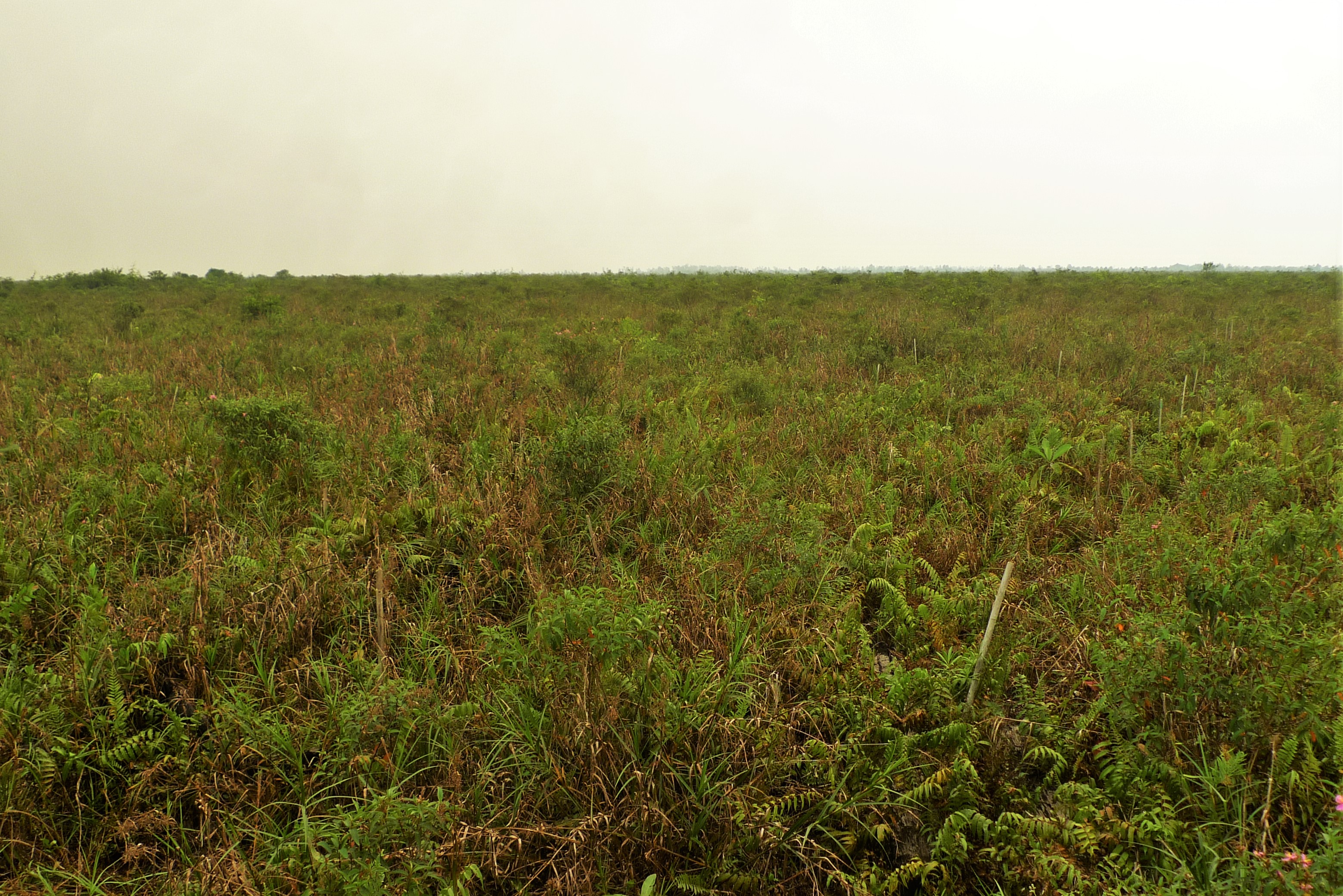 Economic and social constraints on reforestation for climate mitigation in Southeast Asia