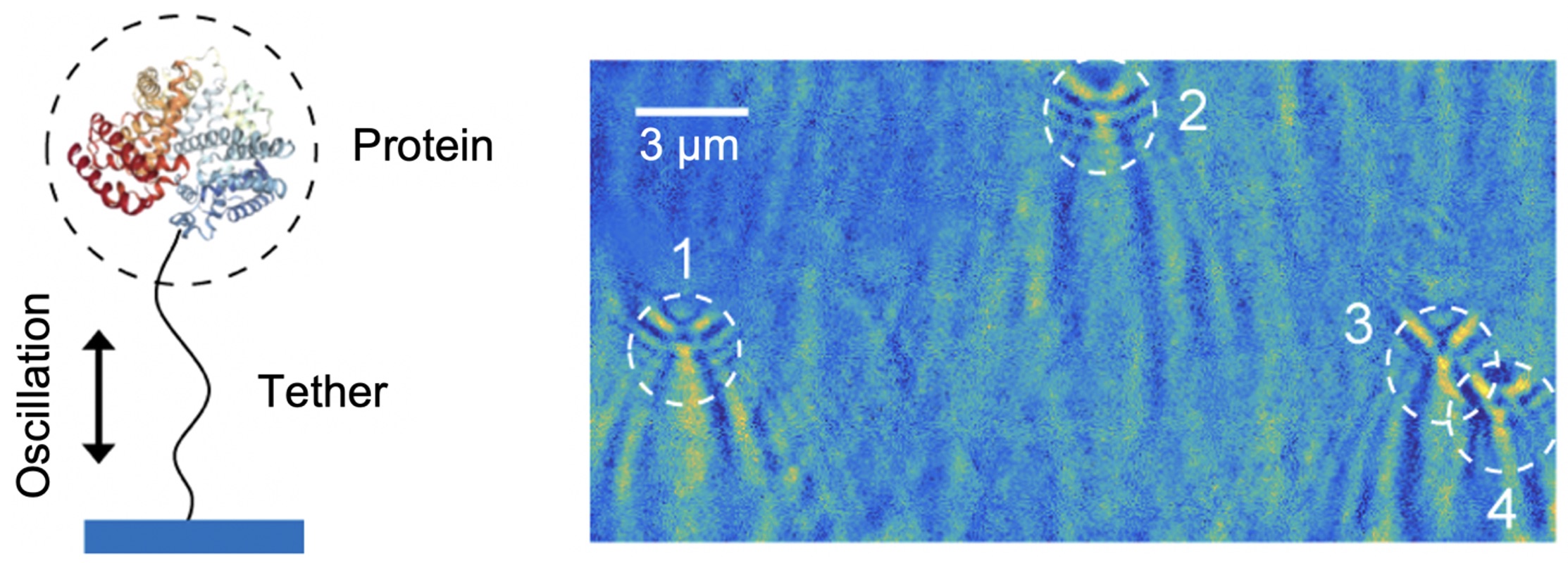 Optical imaging of single protein size, charge, mobility and binding