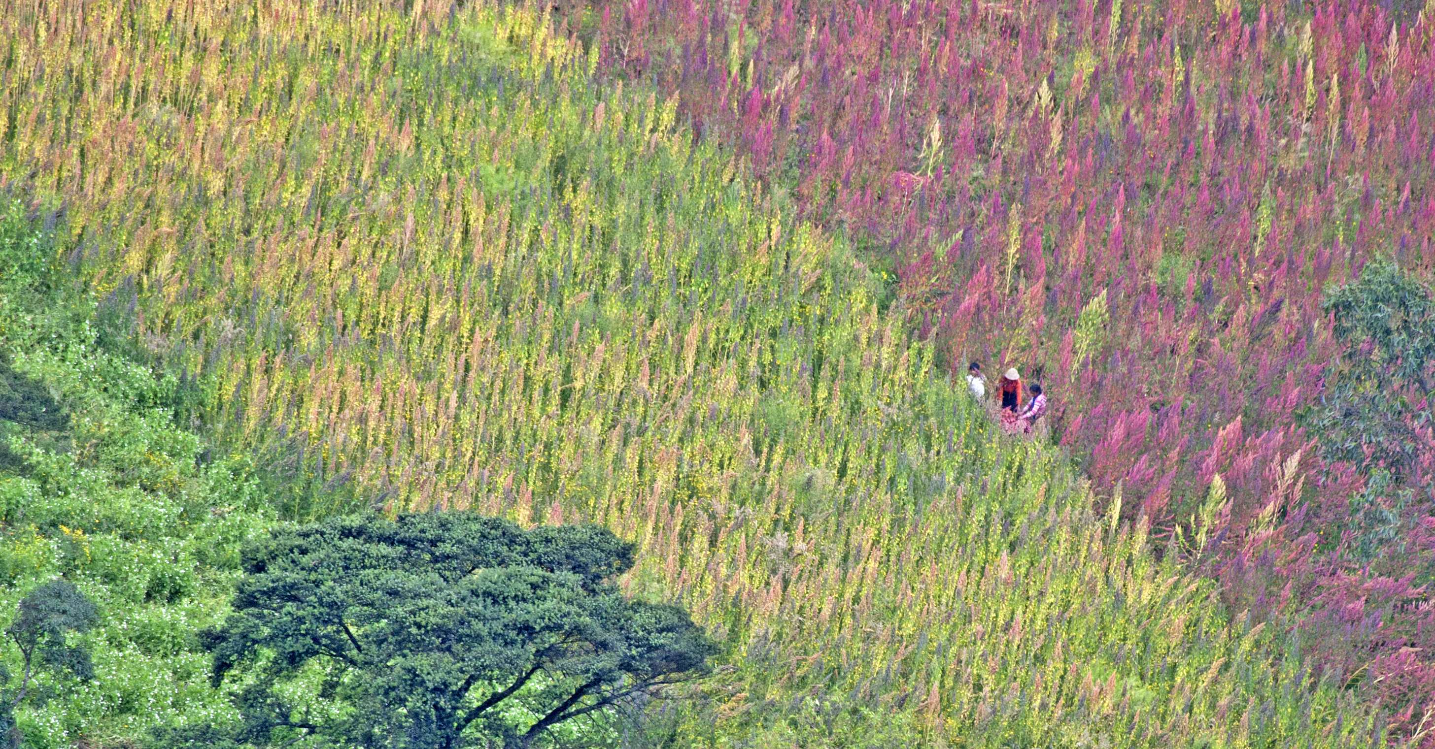 Tapping into farmers' bounty to meet the Sustainable Development Goals
