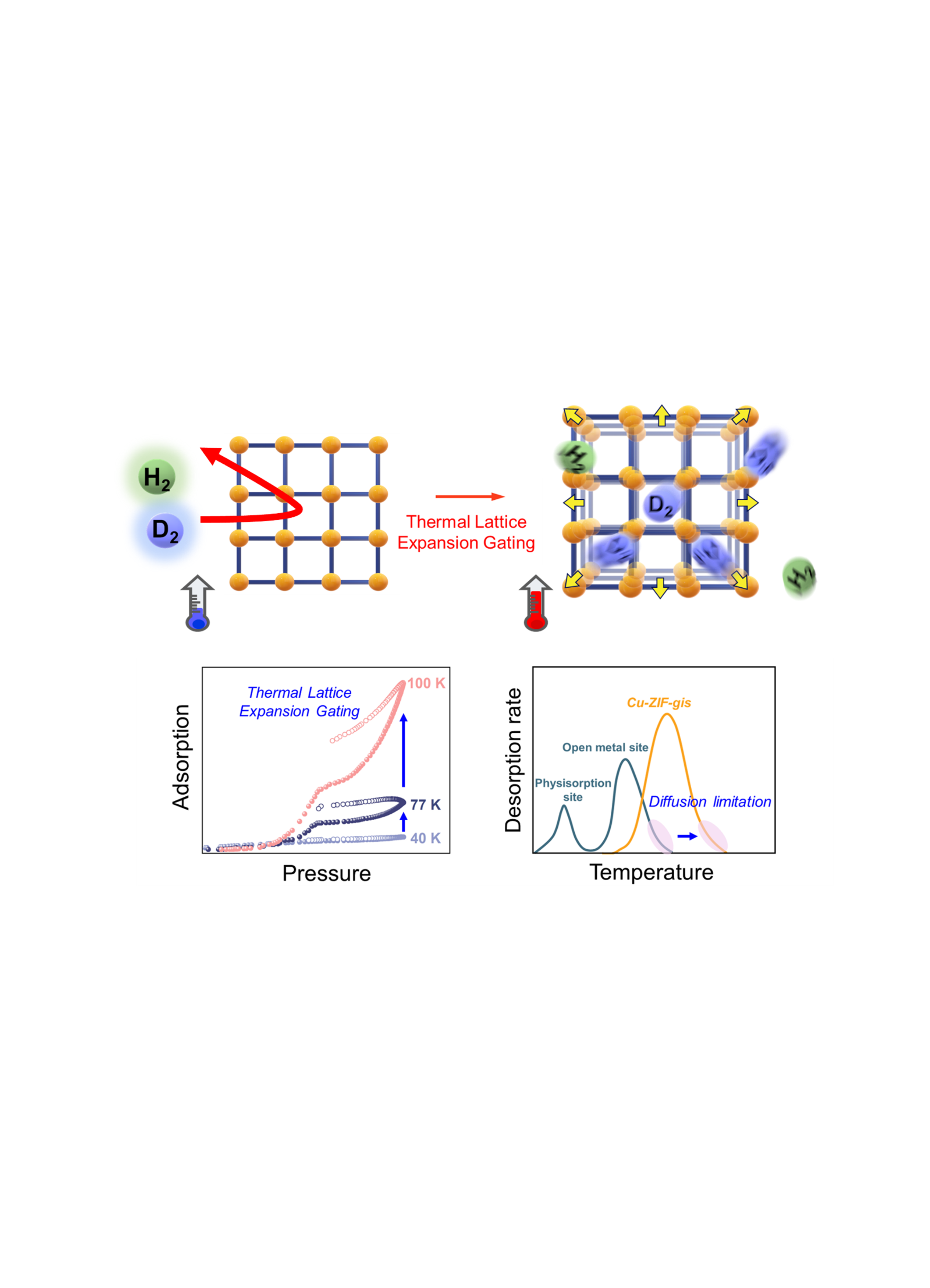 High-Temperature Hydrogen Isotope Separation with Lattice-Driven Gating