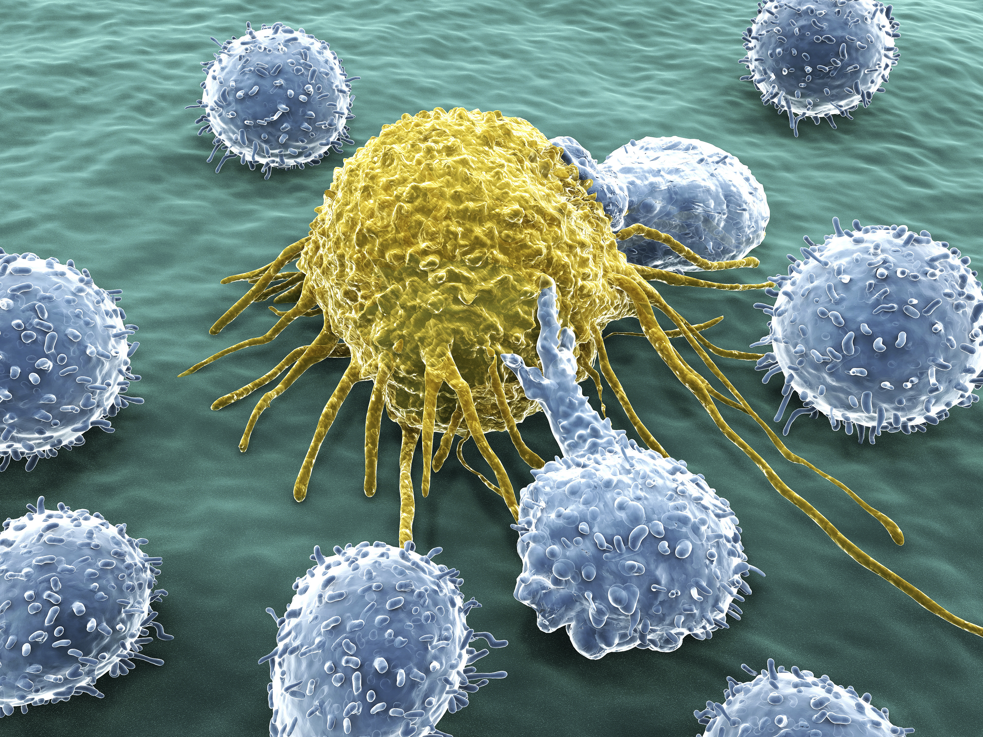 A work permit for therapeutic stem cells