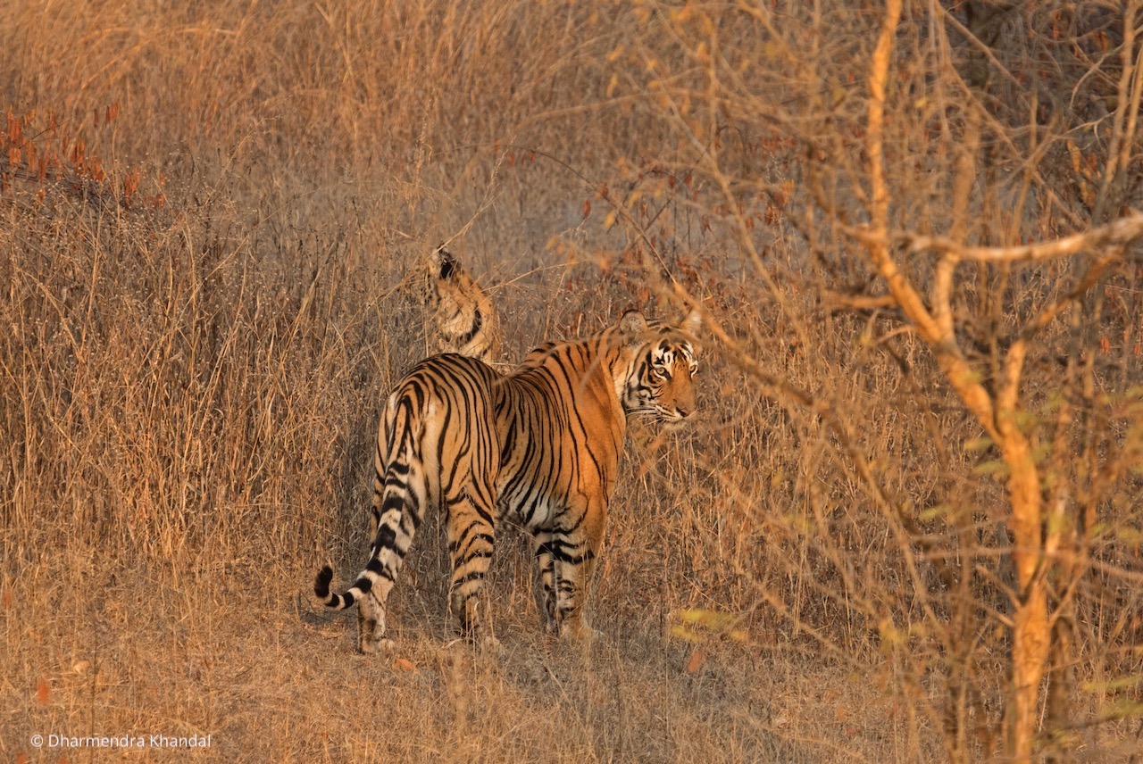 Feedback needed on conservation strategy development