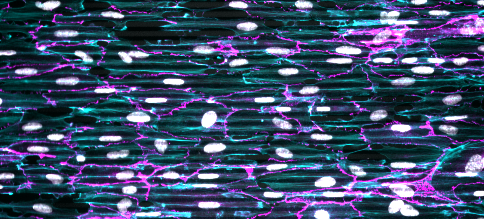 Collective movement of vascular endothelial cells on microgrooved substrates viewed as the flow of an active fluid