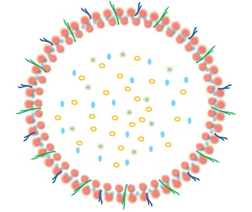 EXTRACELLULAR VESICLES FROM SYMBIOTIC VAGINAL LACTOBACILLI INHIBIT HIV-1 INFECTION OF HUMAN TISSUES