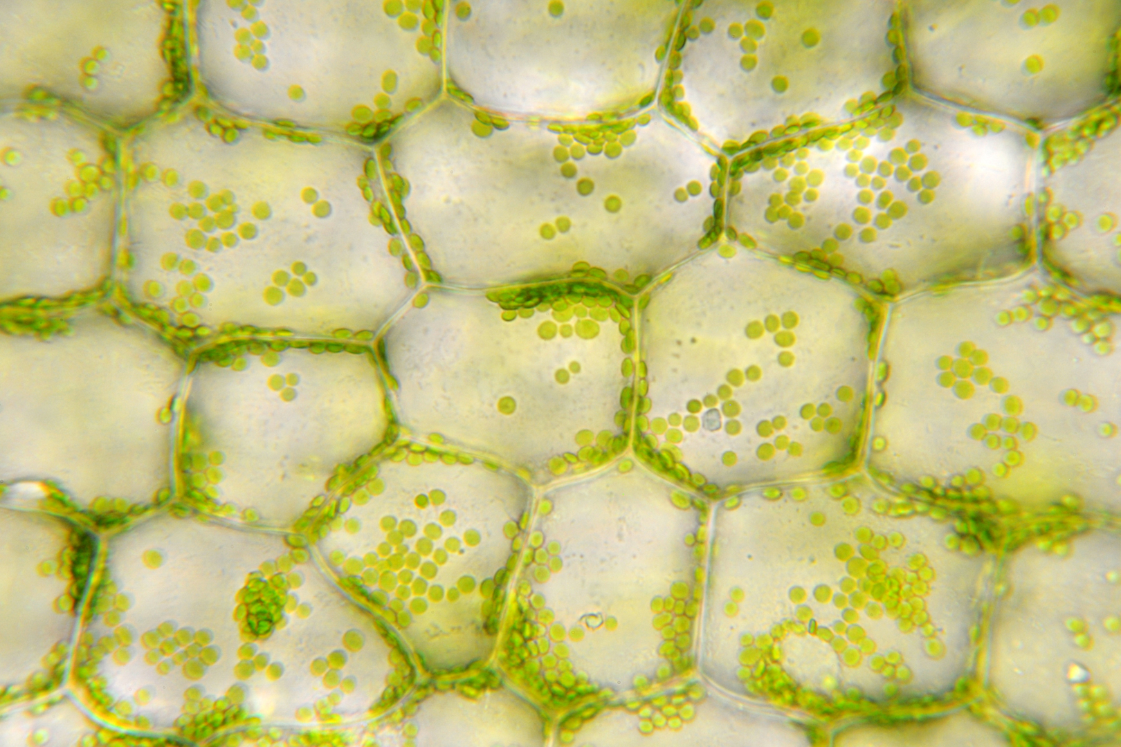 Call for papers: Plant Membrane Biology