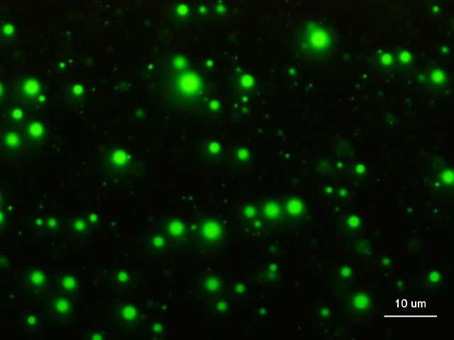 Survive and evolve, dynamics of cooperative RNA replicators in a compartment