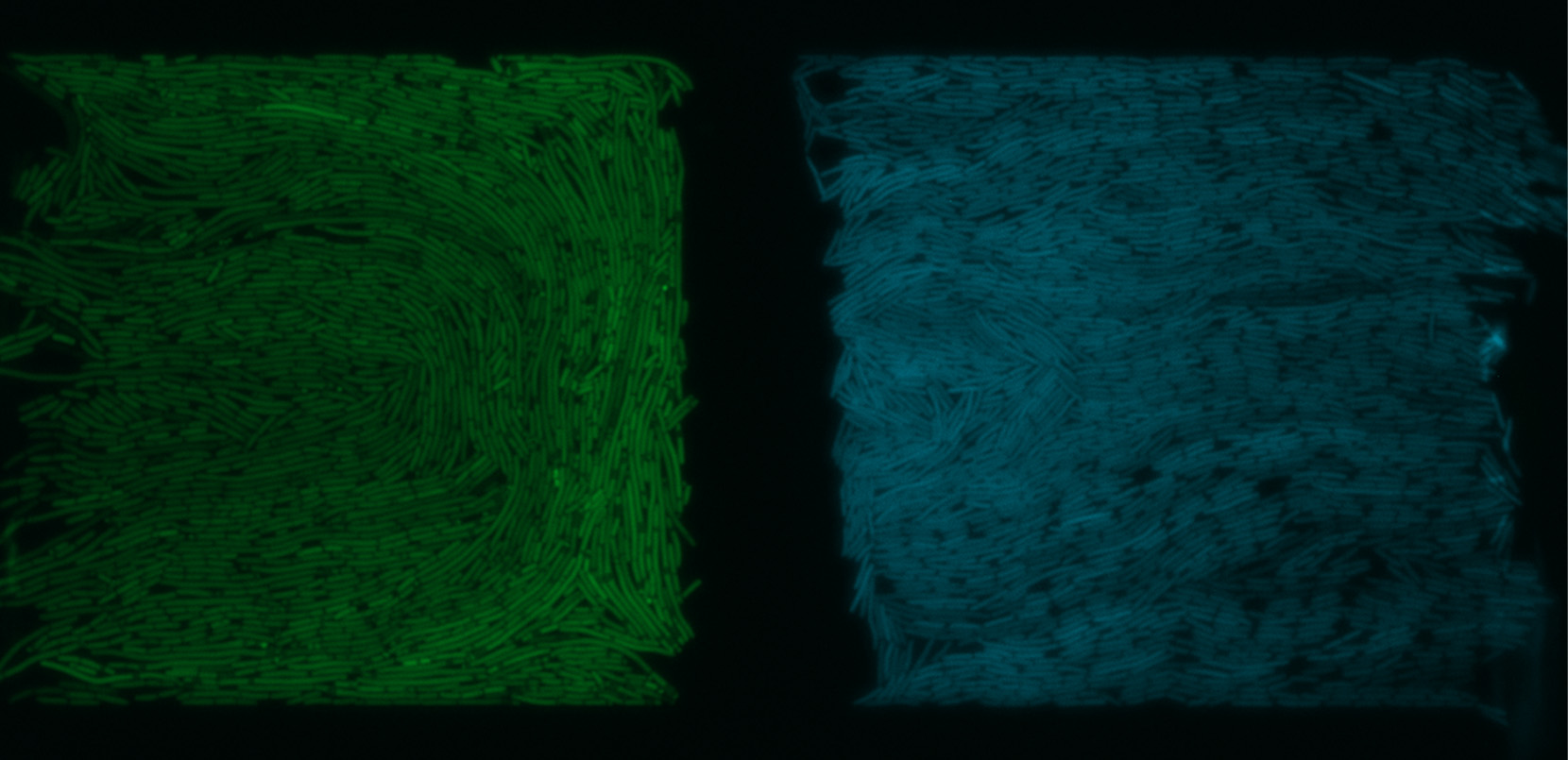 Controlled communication between physically separated bacterial populations in a microfluidic device