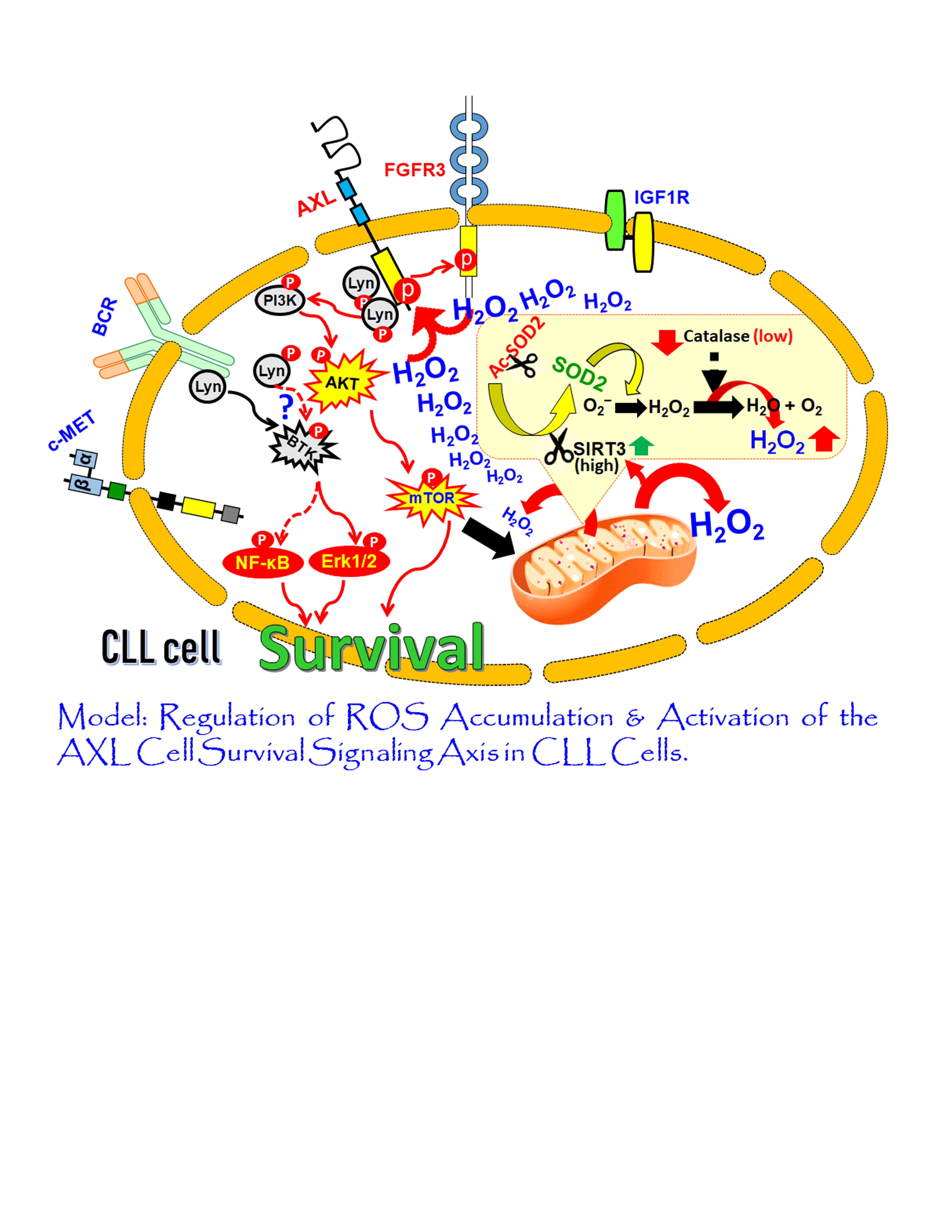 ROS Signaling in CLL Cell Survival