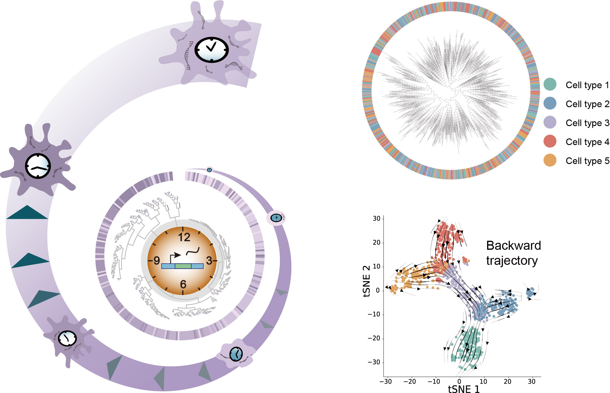 PhyloVelo enhances transcriptomic velocity field mapping using monotonically expressed genes