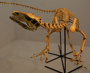 Unusual South American T-rex relative under fire