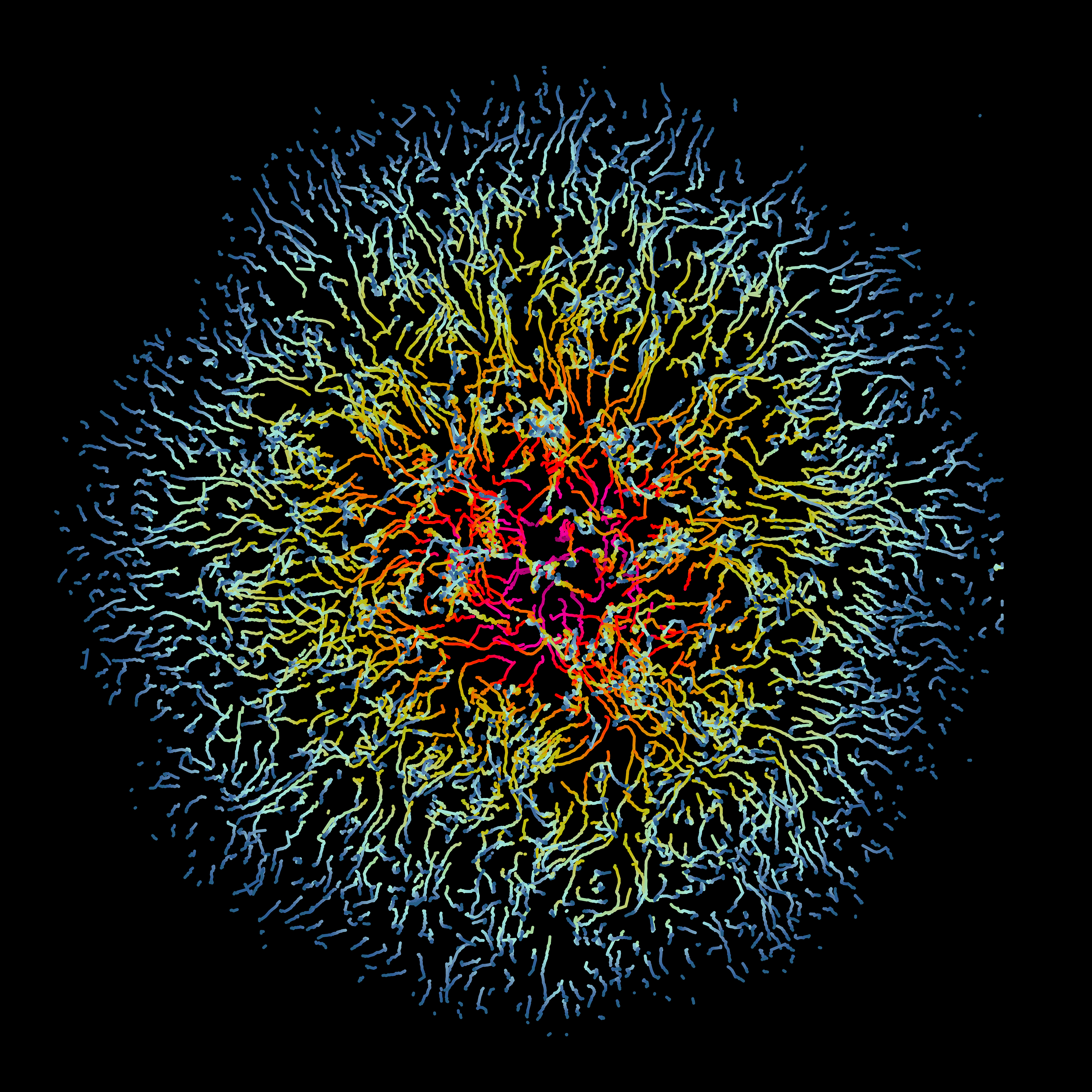 Virus Infection in Motion