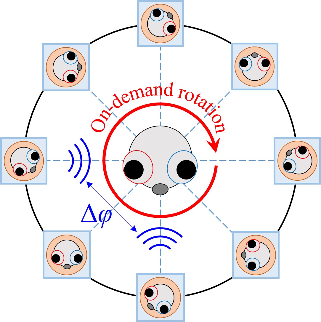 When sound becomes a pair of invisible tweezers: rotating zebrafish with acoustic nodes