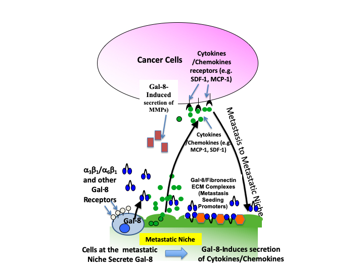 The Animal Lectin Galectin-8 Promotes Cytokine Expression and Metastatic Tumor Growth in Mice 