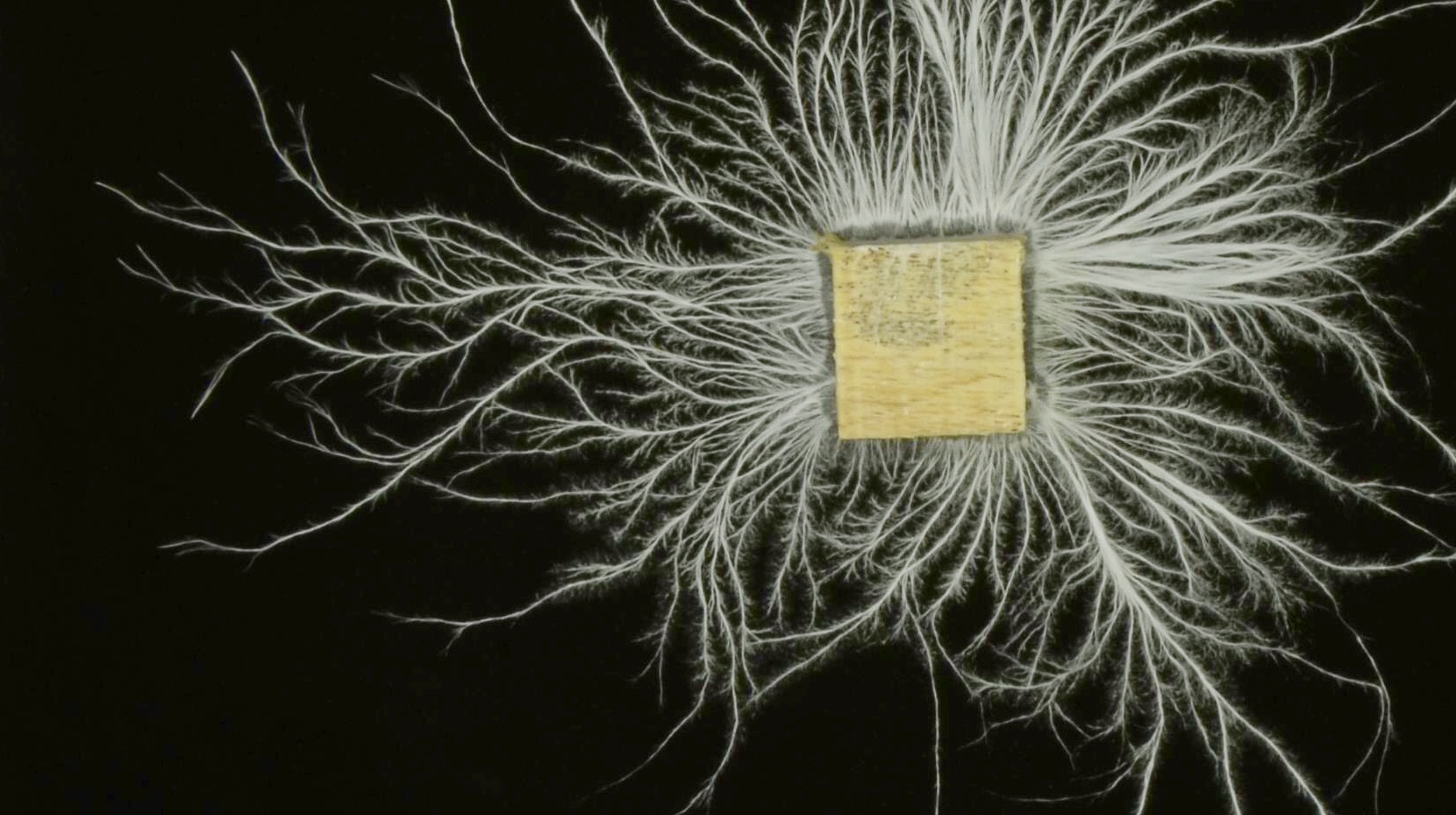 Why are fungal networks so widespread?