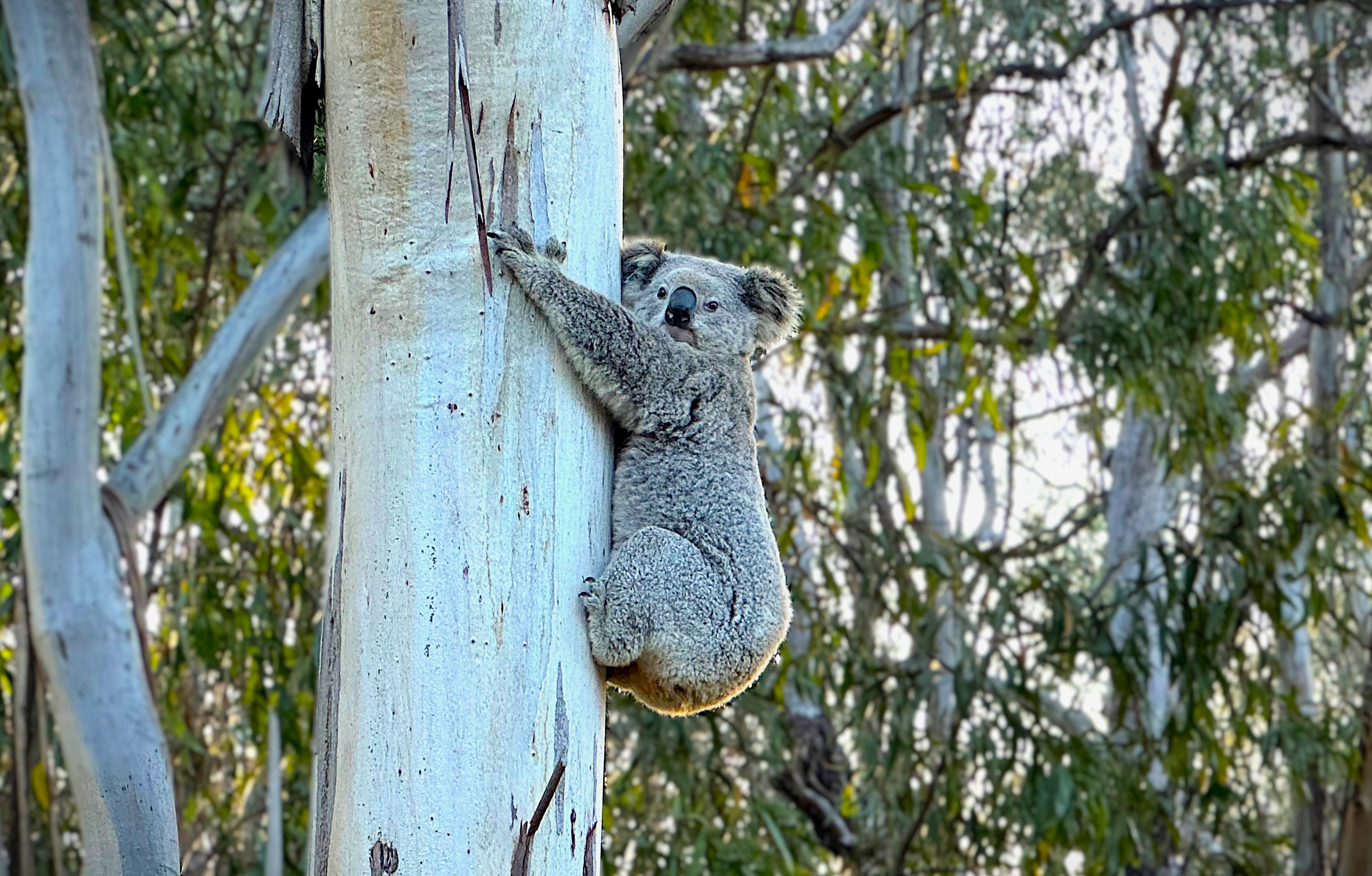 Beyond single gene association studies: the need for new approaches to explore the complexities of chlamydiosis in koalas. 
