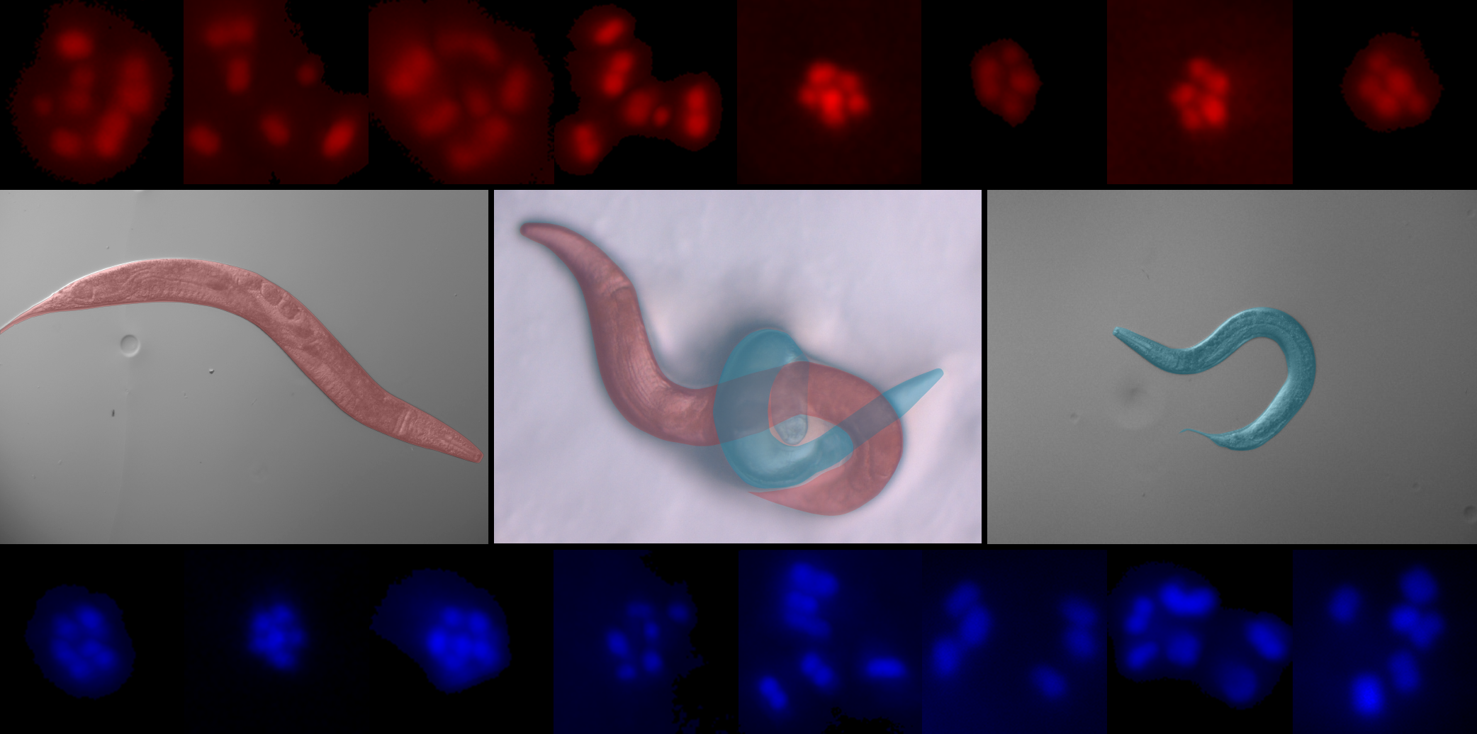 How can a small animal provide new tools for speciation genetics?
