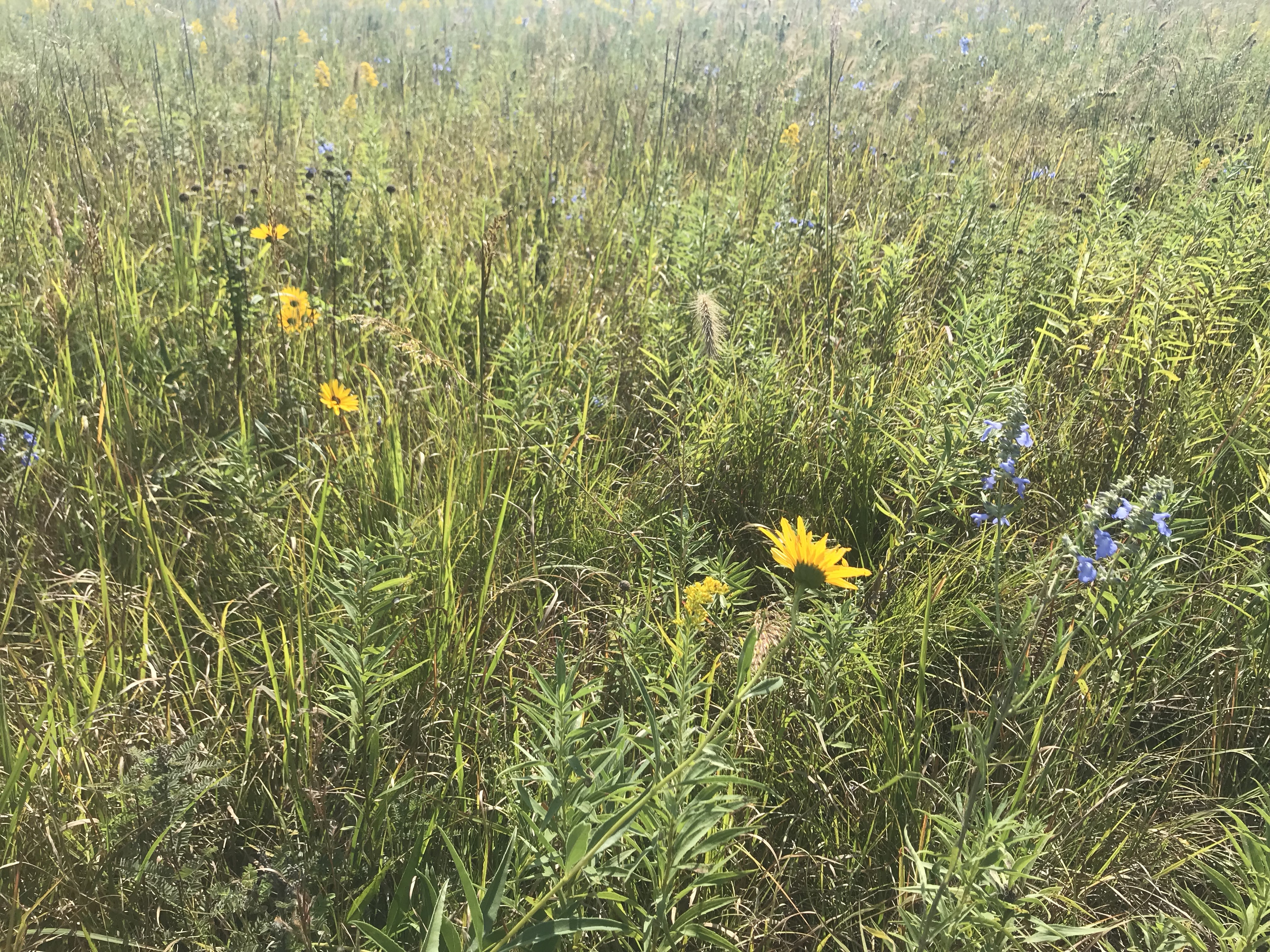 Making prairie restorations a success: the role of microbes